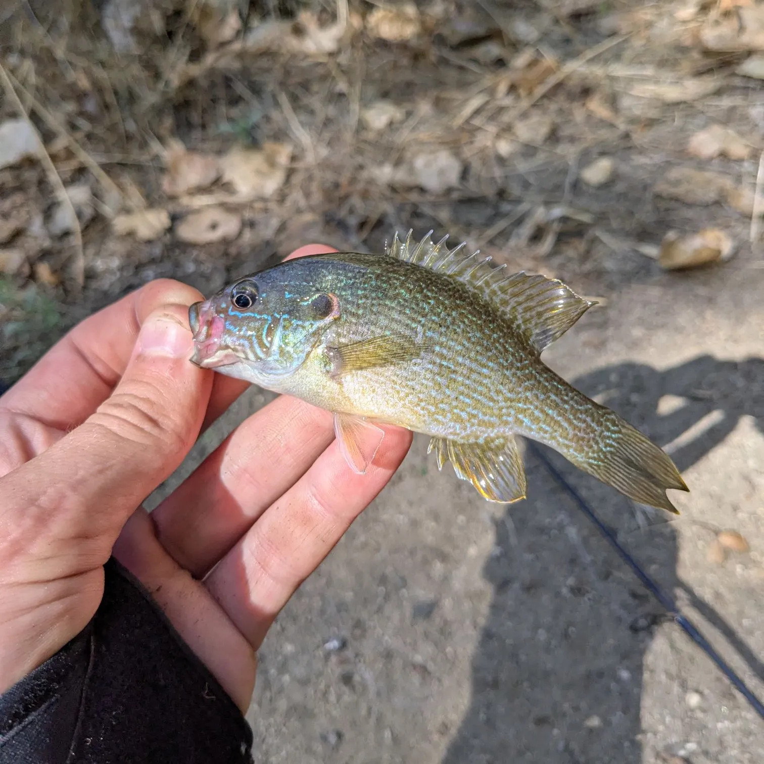 Bluegill caught on Fishbrain