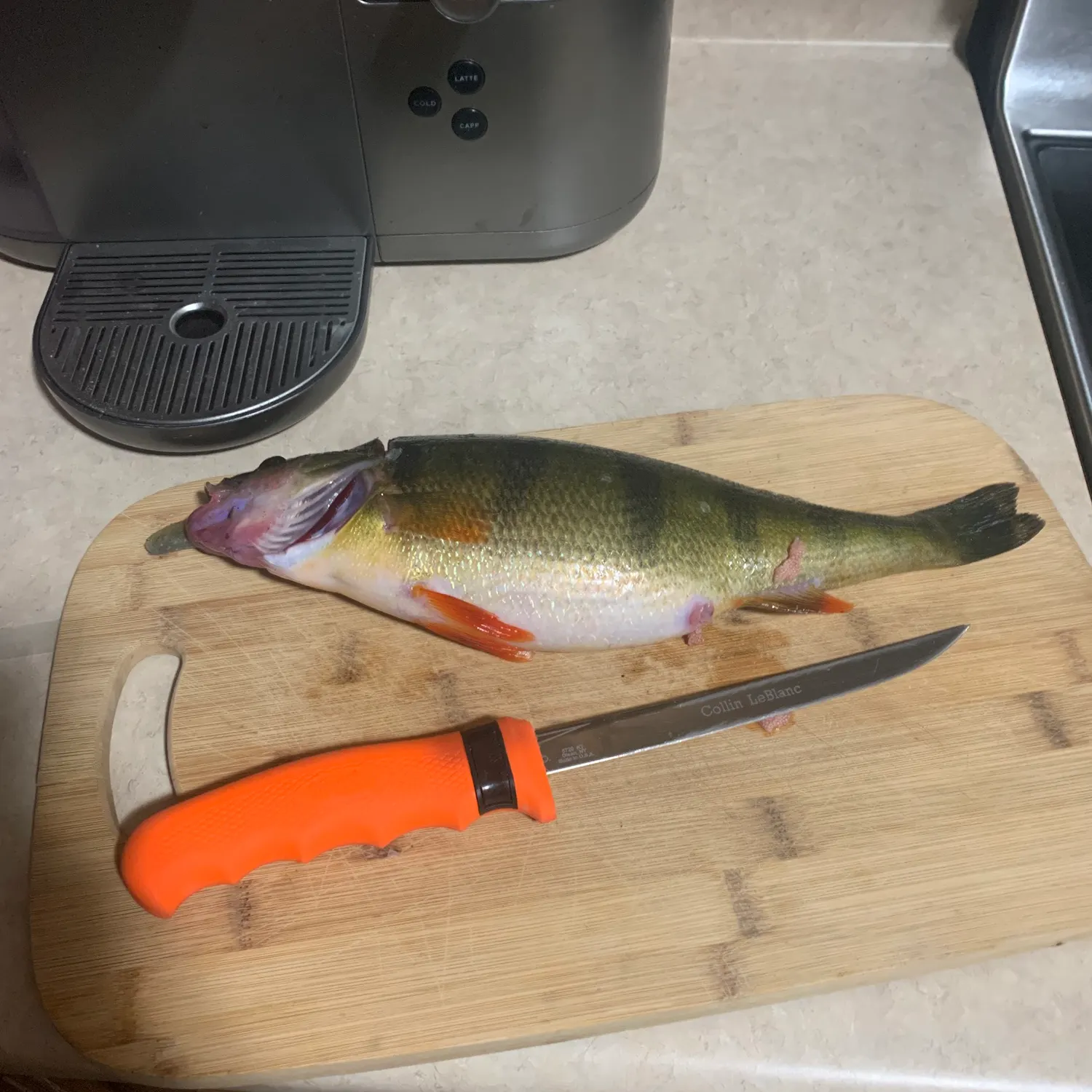 The most recent Yellow perch catches on Fishbrain