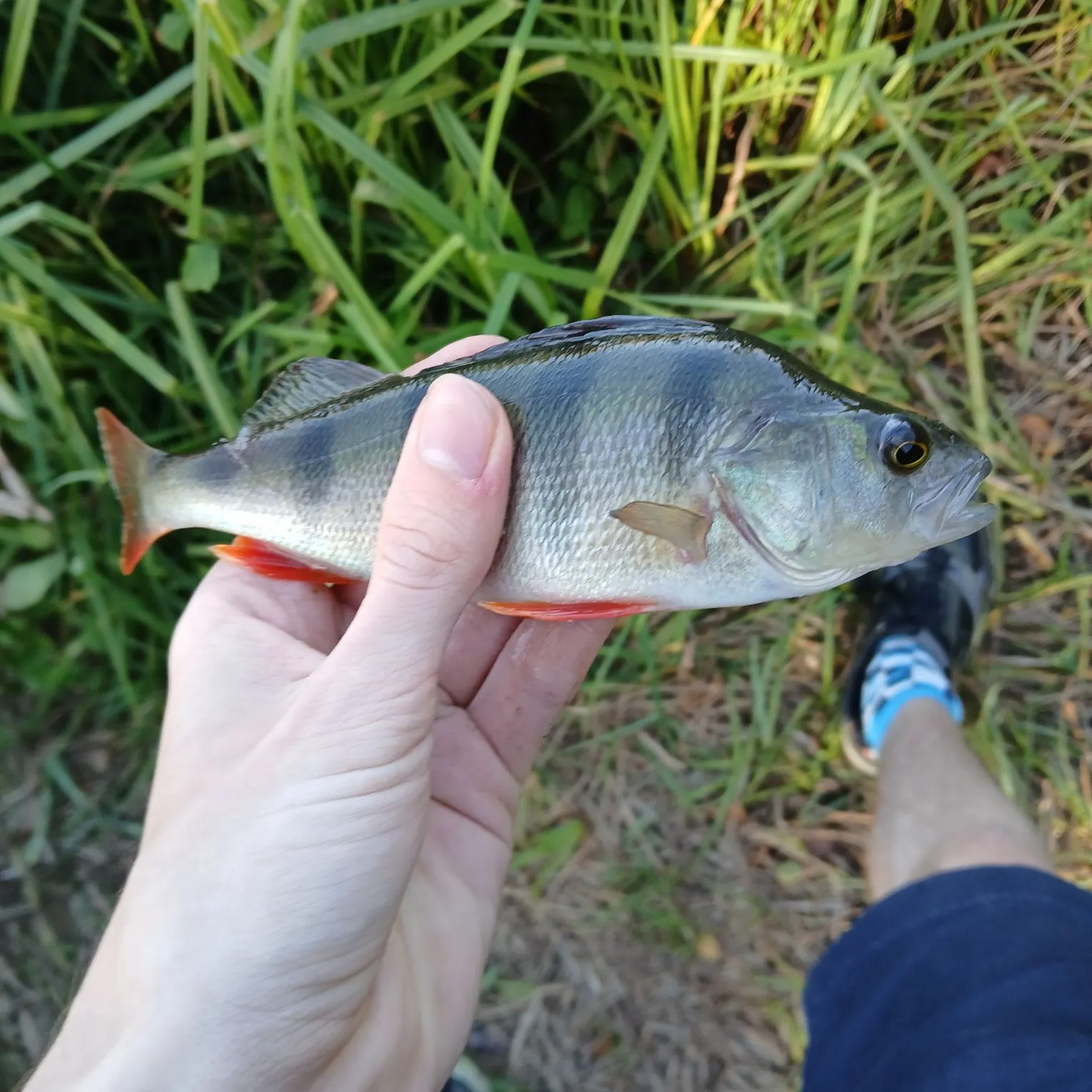 European perch caught on Fishbrain