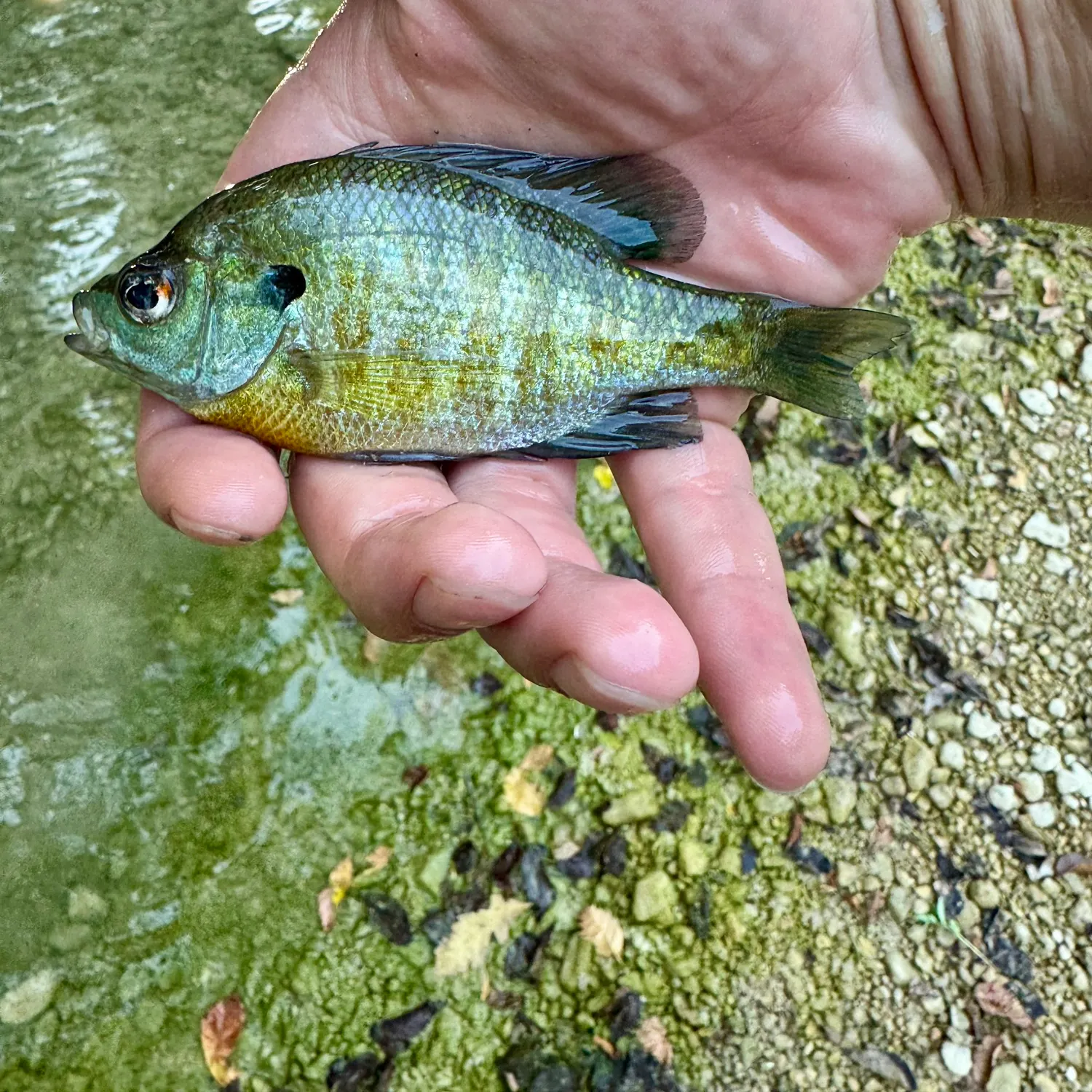 Bluegill caught on Fishbrain