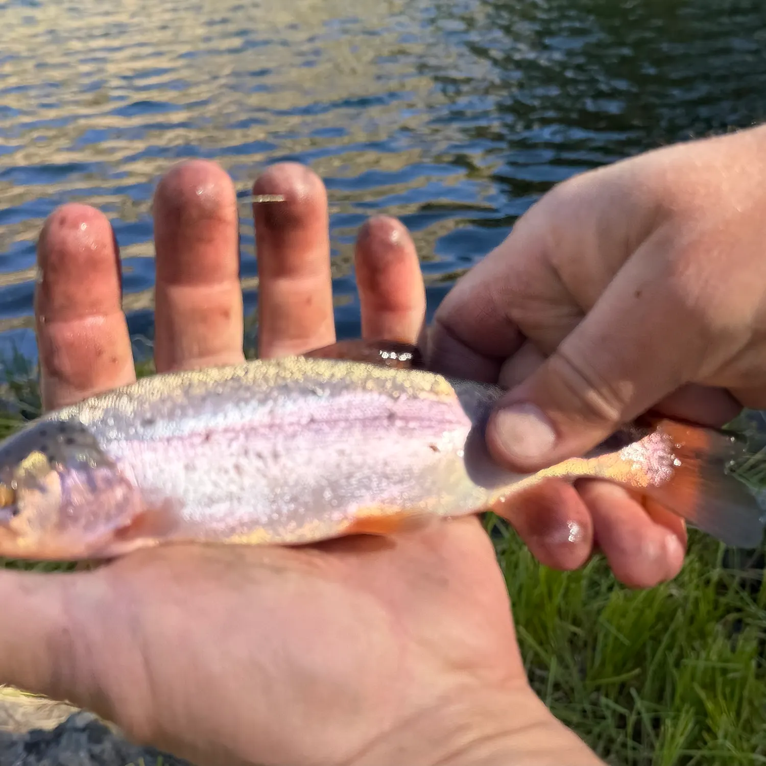Cutbow caught on Fishbrain