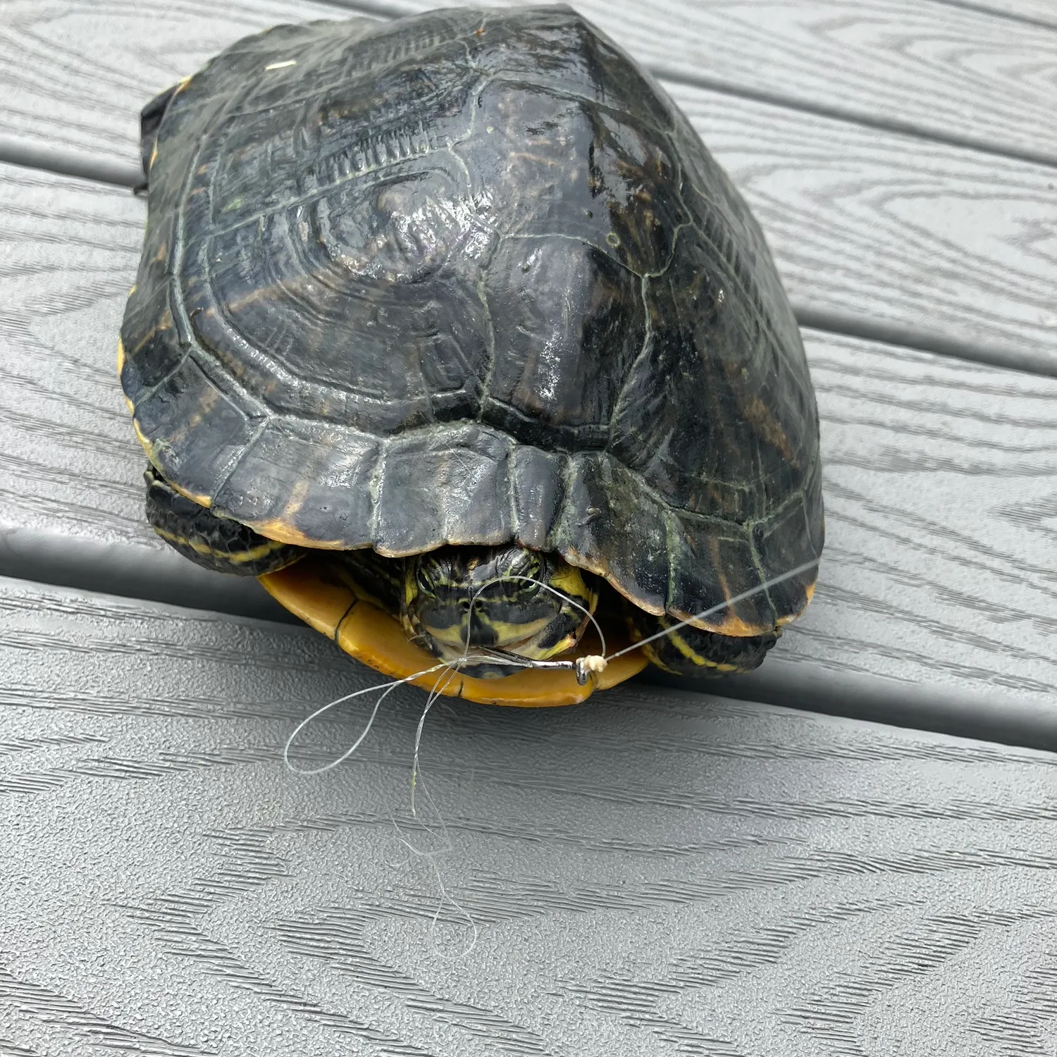 The most recent Pond slider turtle catches on Fishbrain