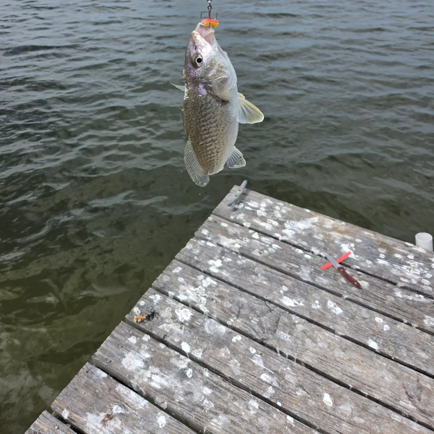 Atlantic croaker caught on Fishbrain