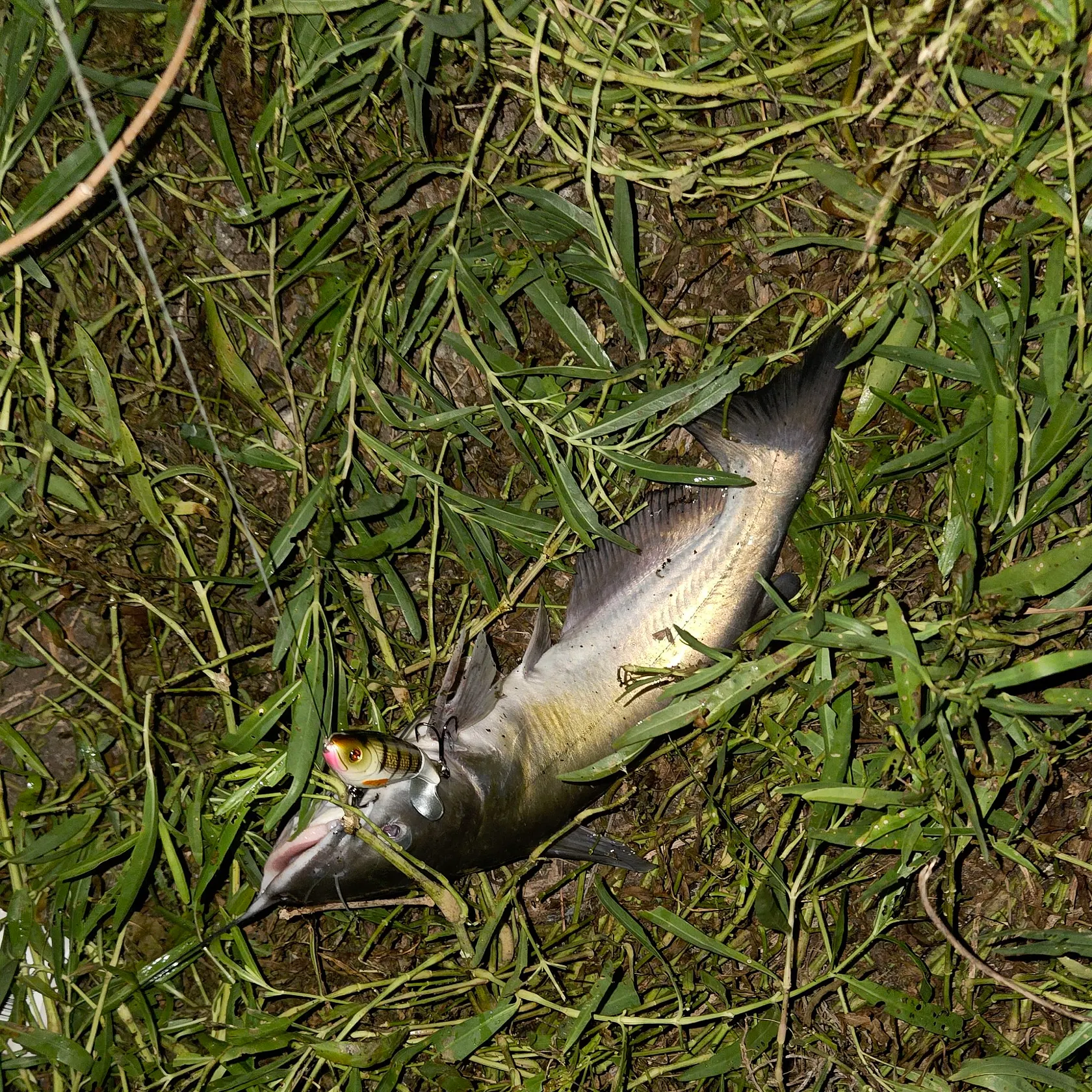 Channel catfish caught on Fishbrain