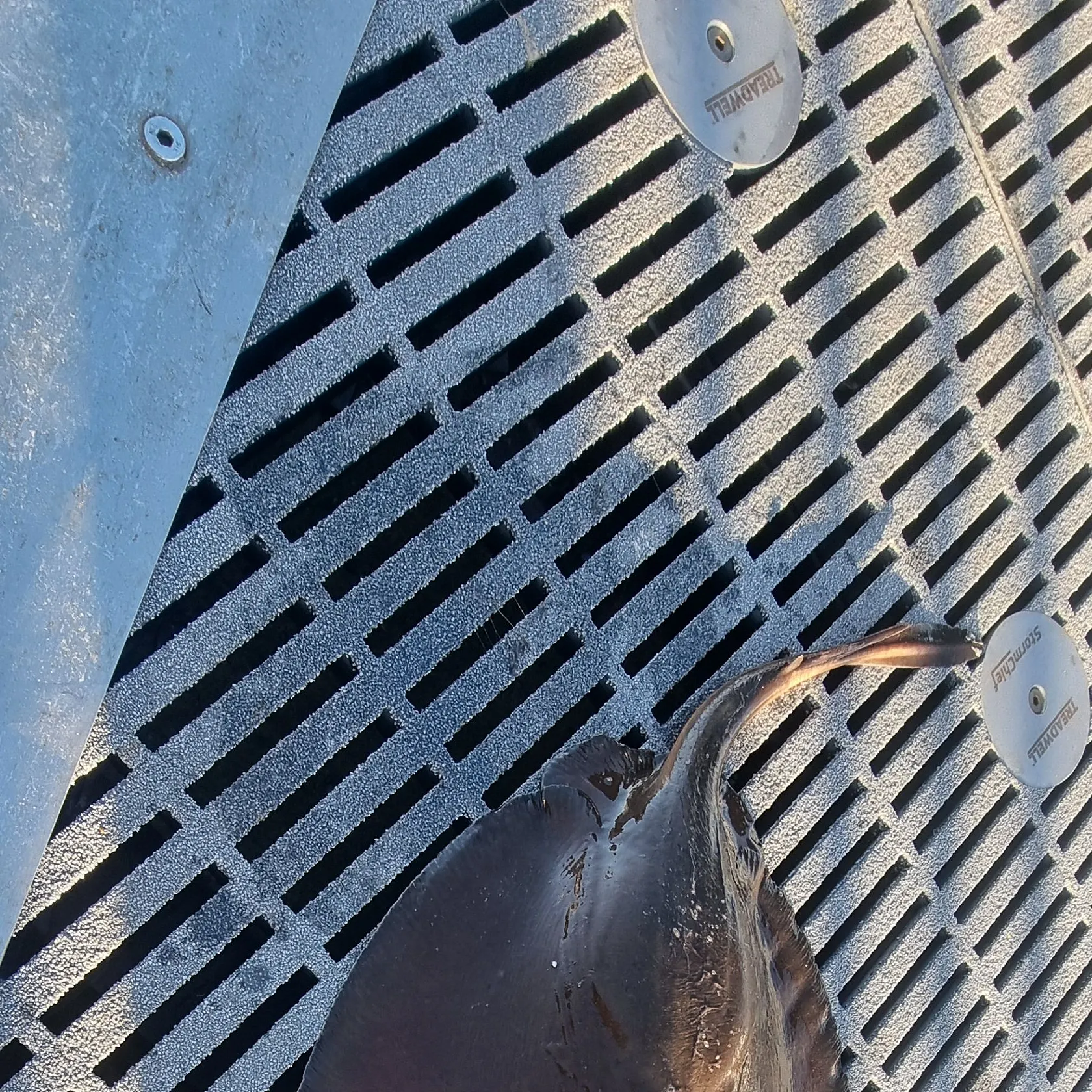 The most recent Common stingray catches on Fishbrain
