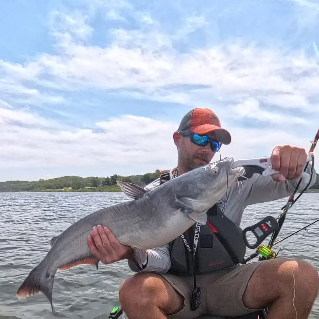 Blue catfish caught on Fishbrain
