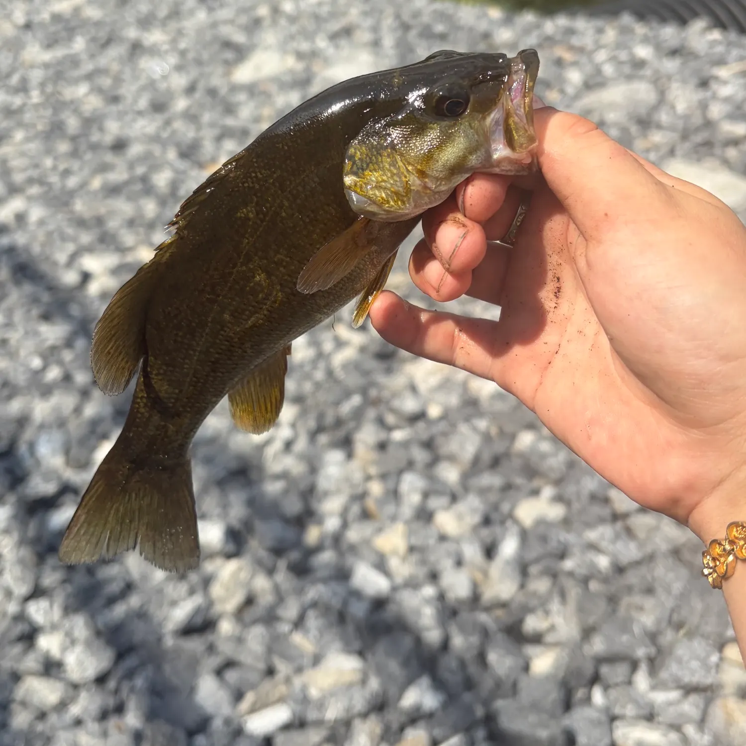 Smallmouth bass caught on Fishbrain