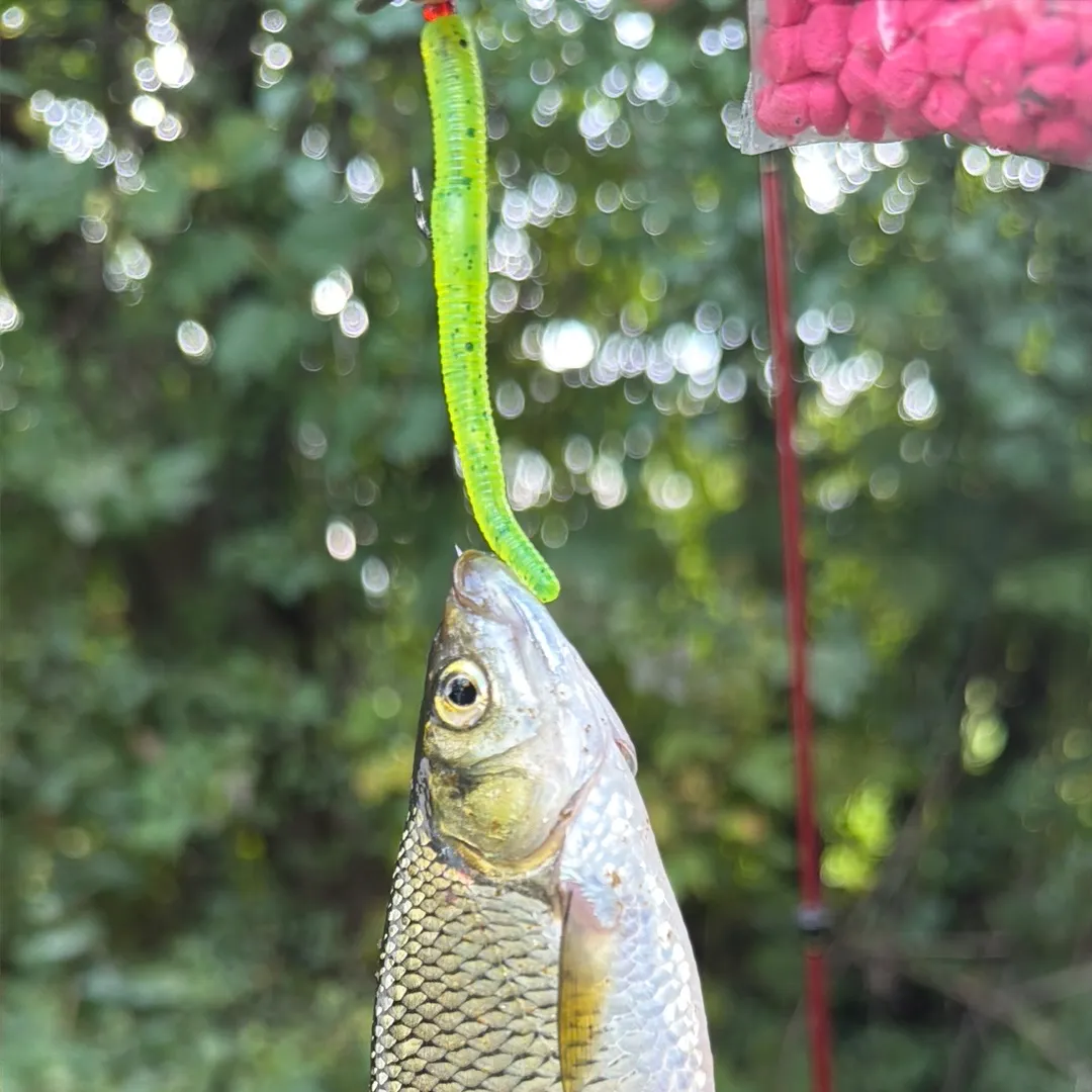 Golden shiner caught on Fishbrain