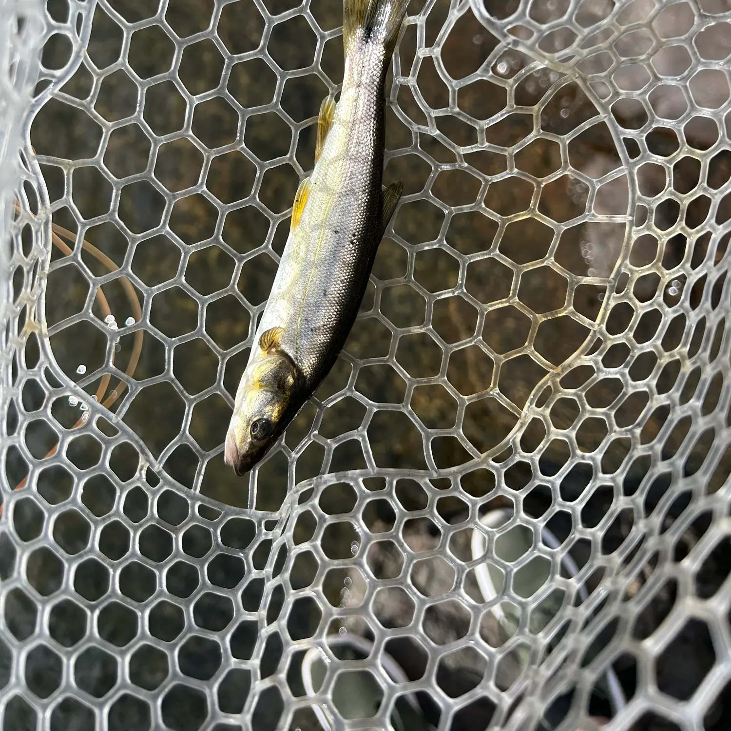 Northern pikeminnow caught on Fishbrain