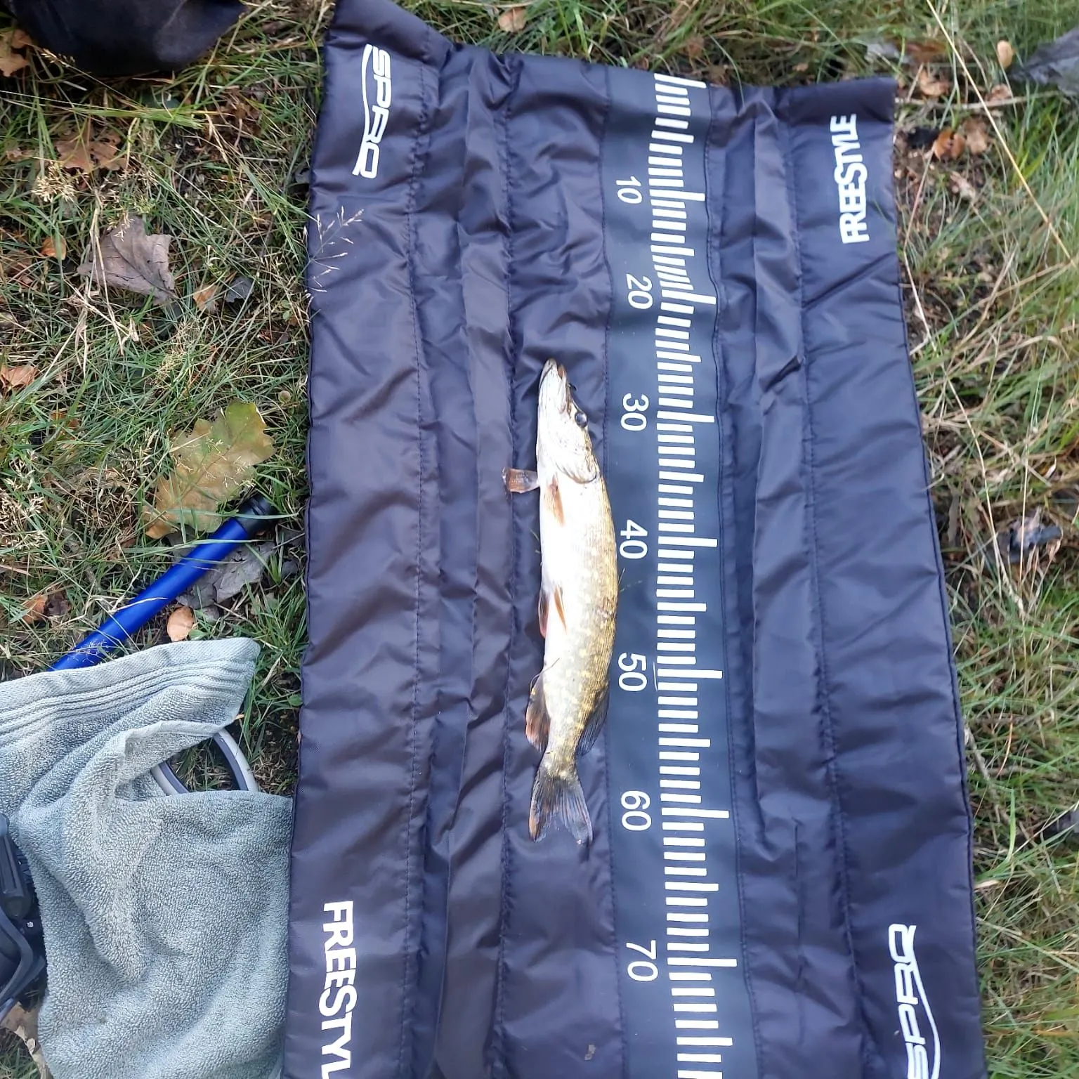 Northern pike caught on Fishbrain