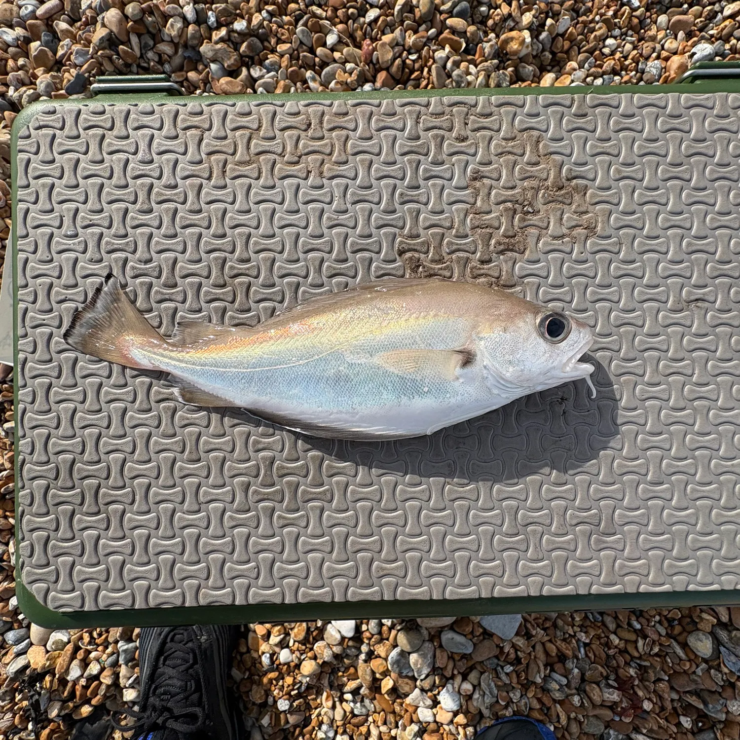 The most recent Pouting catches on Fishbrain