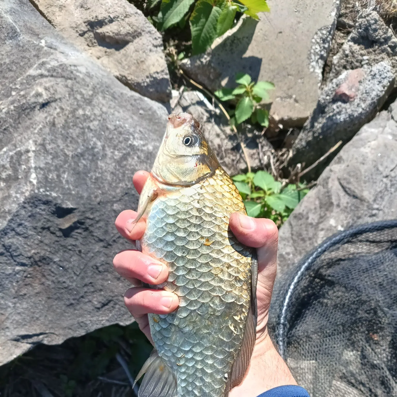 catch
