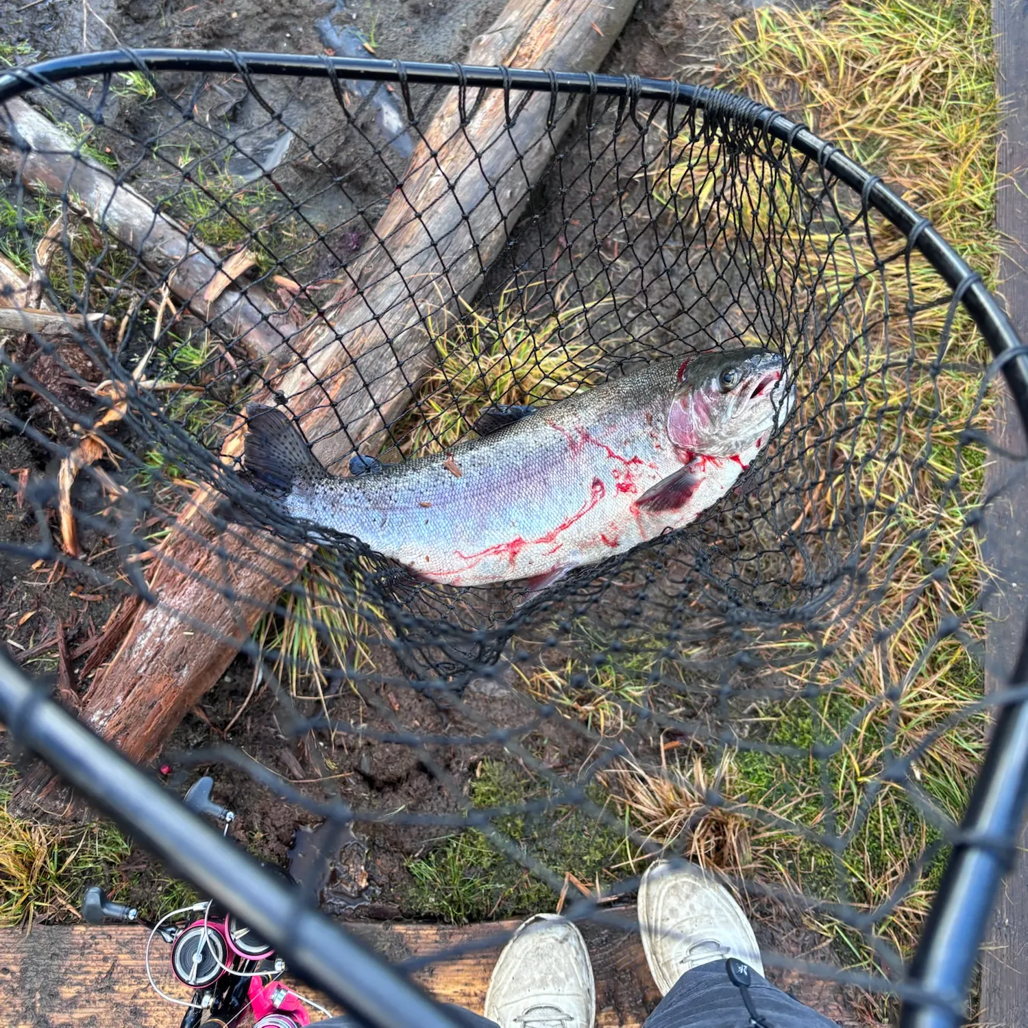 Rainbow trout caught on Fishbrain