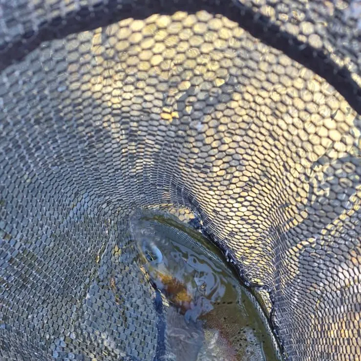 Rainbow trout caught on Fishbrain