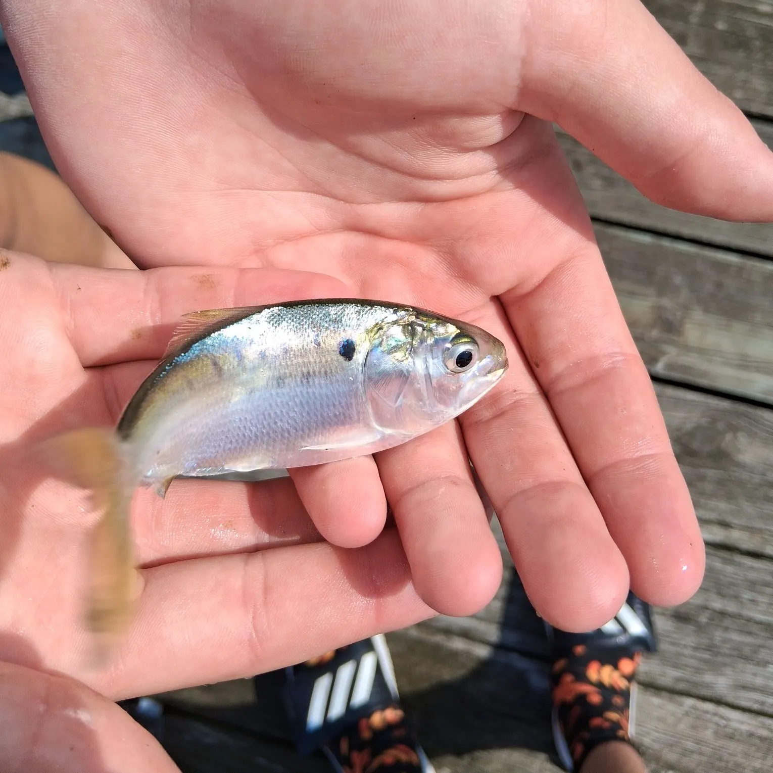 The most recent Threadfin shad catches on Fishbrain