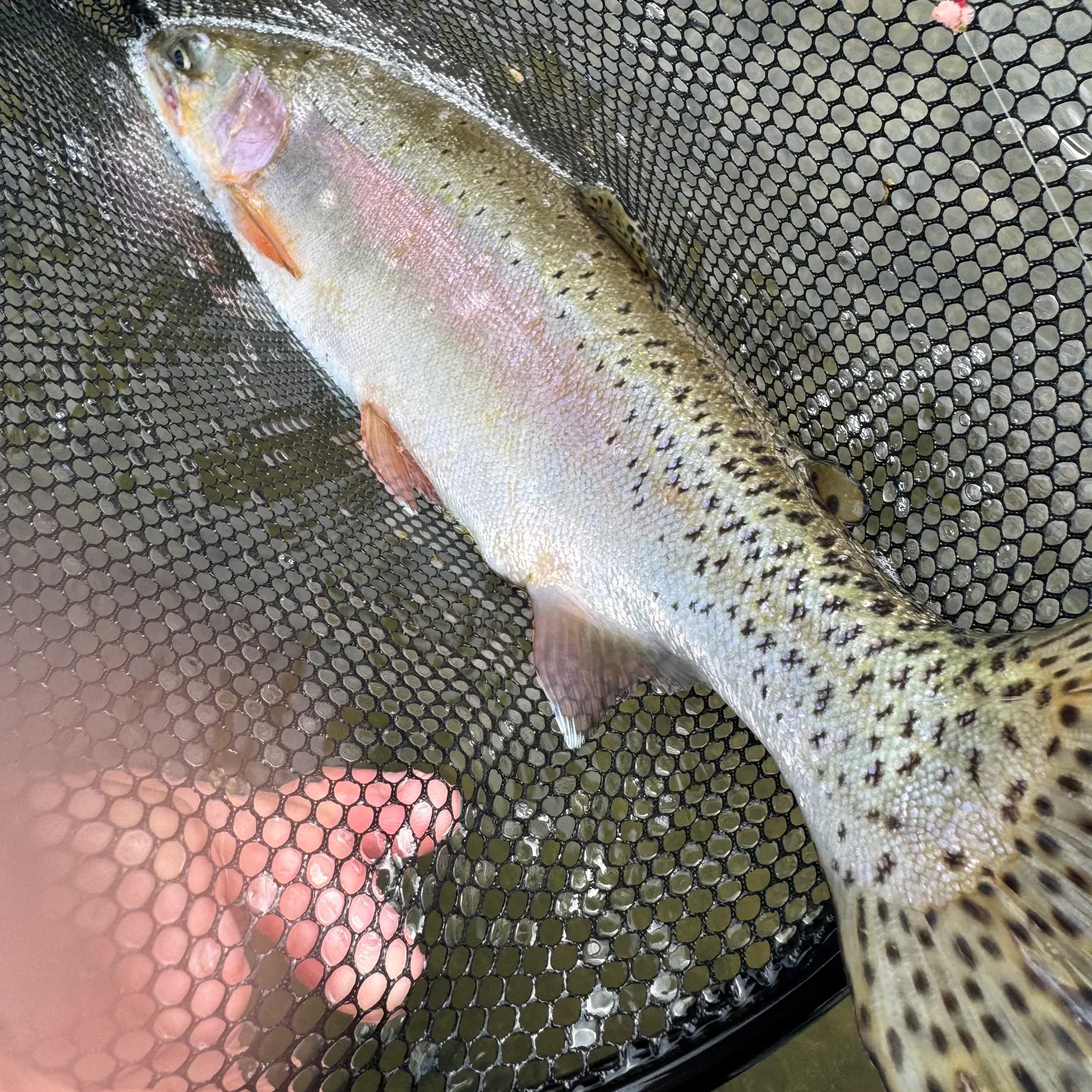Rainbow trout caught on Fishbrain