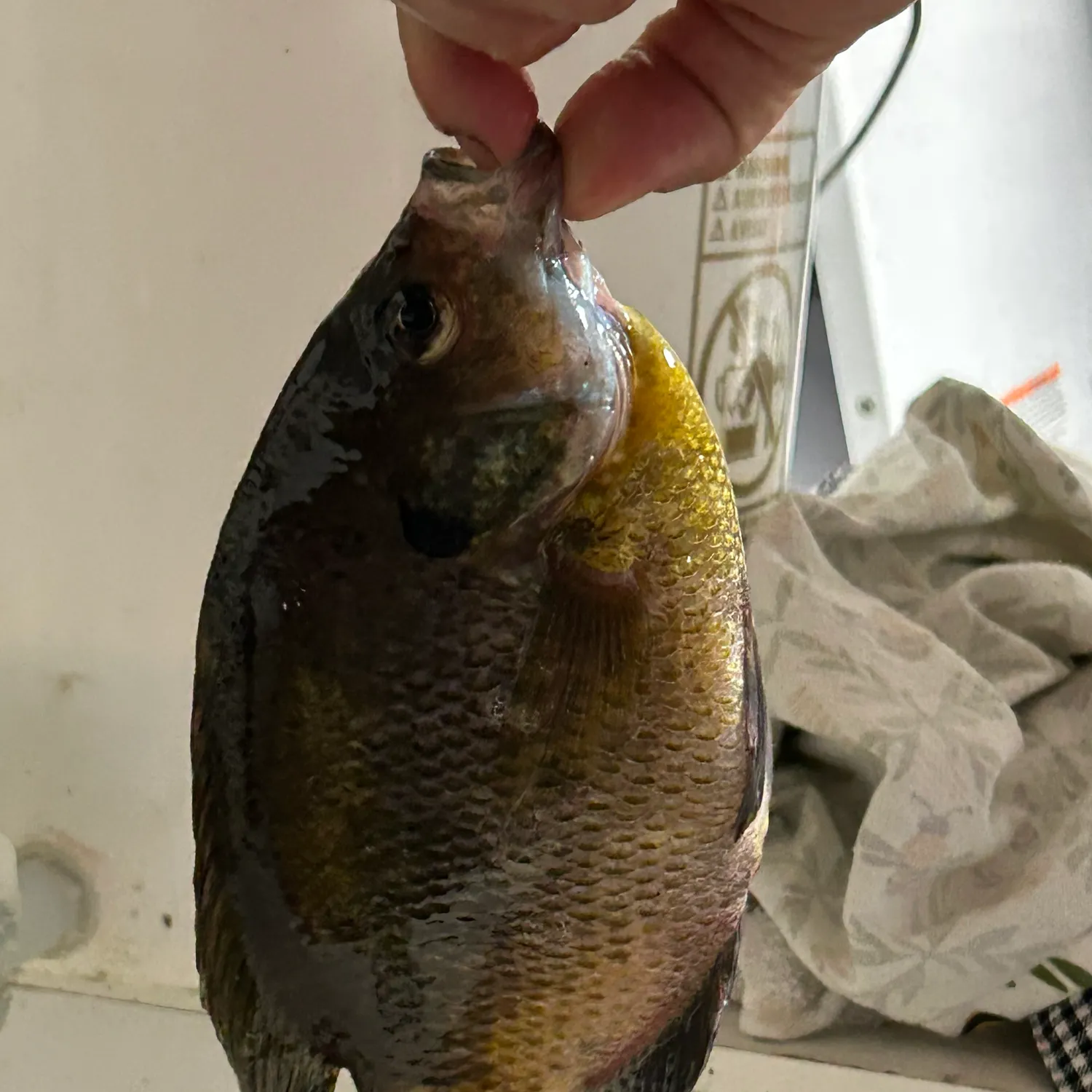 catch