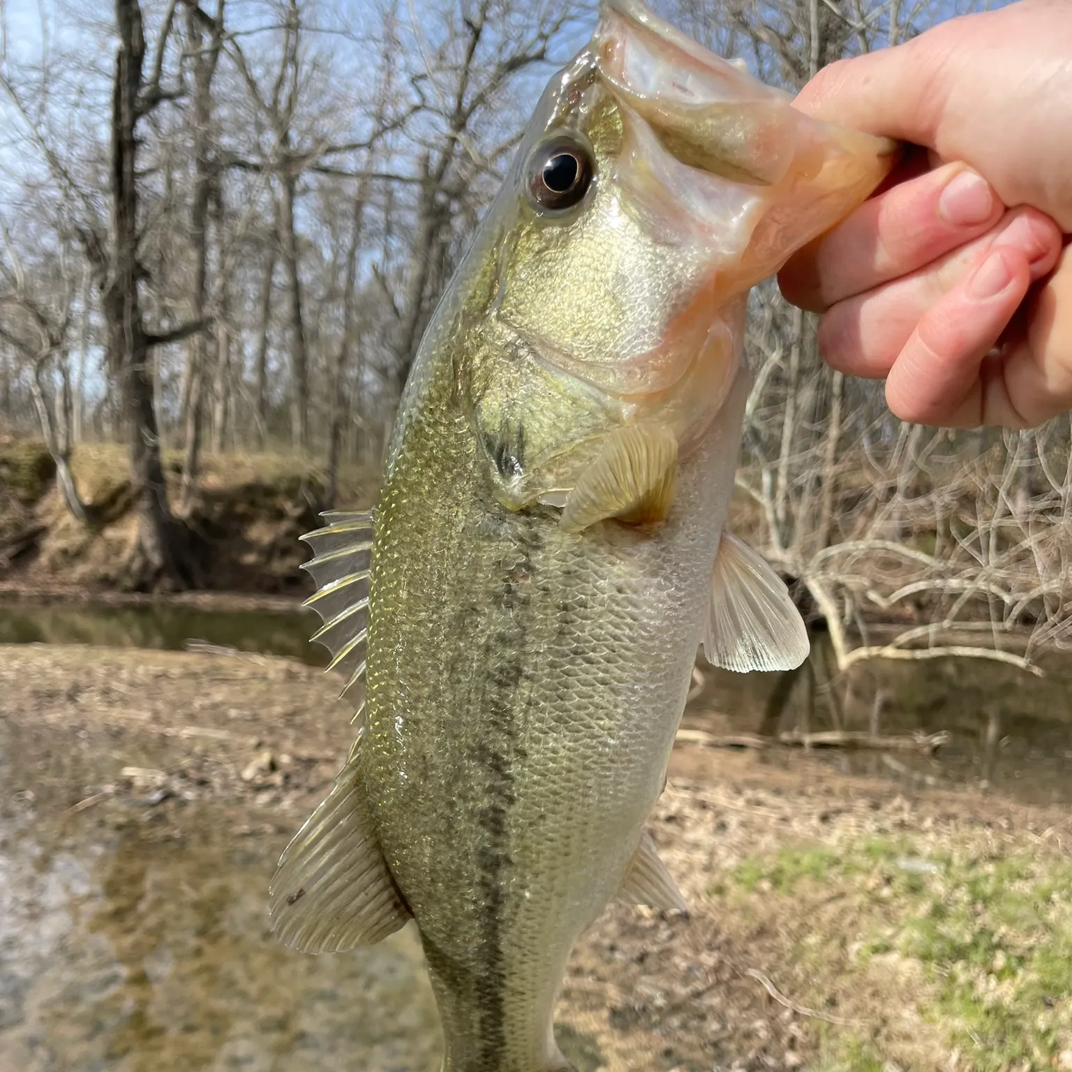 The most recent Common thresher catches on Fishbrain