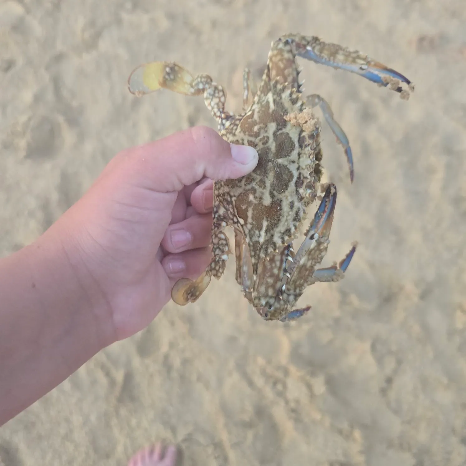 The most recent Common stingaree catches on Fishbrain