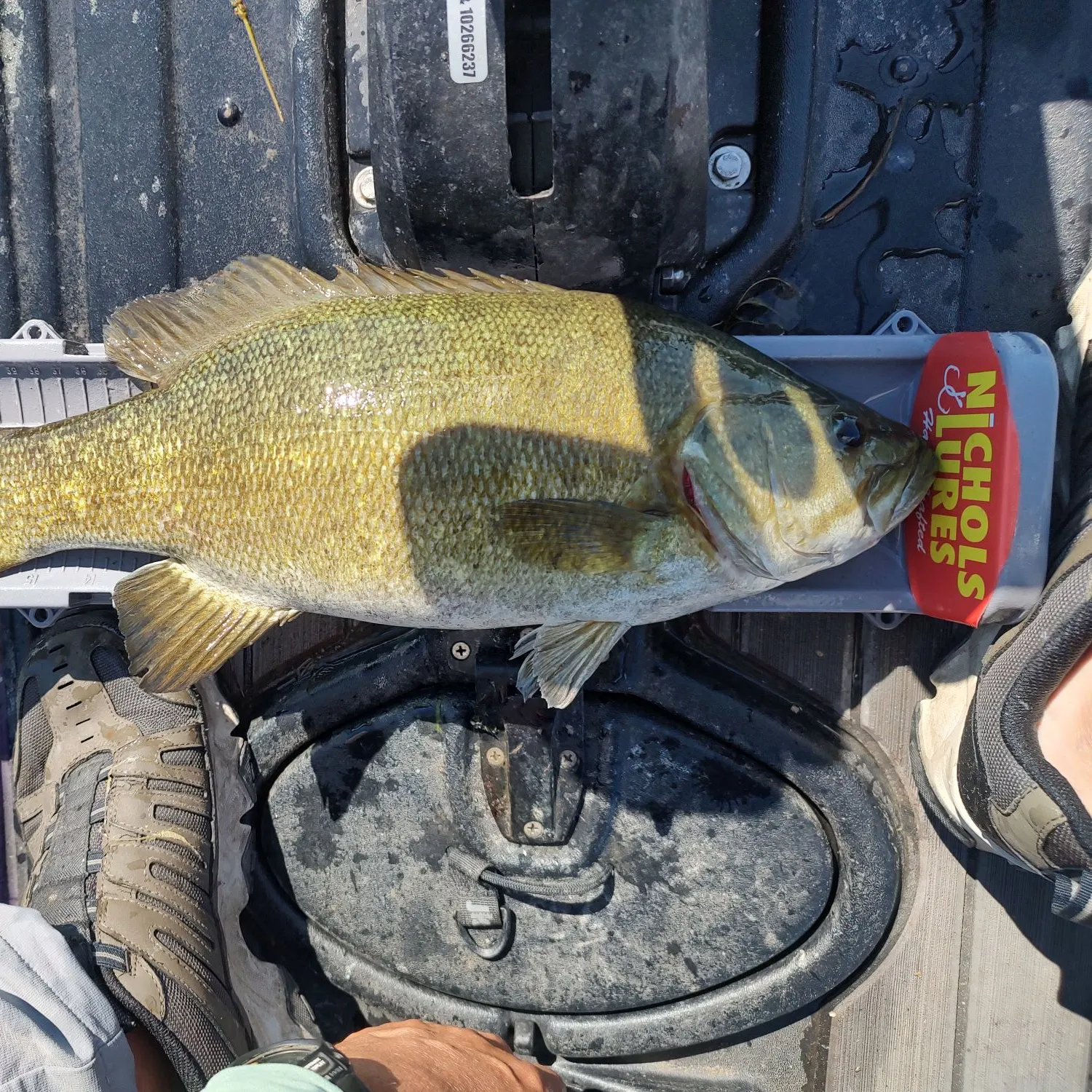 Smallmouth bass caught on Fishbrain