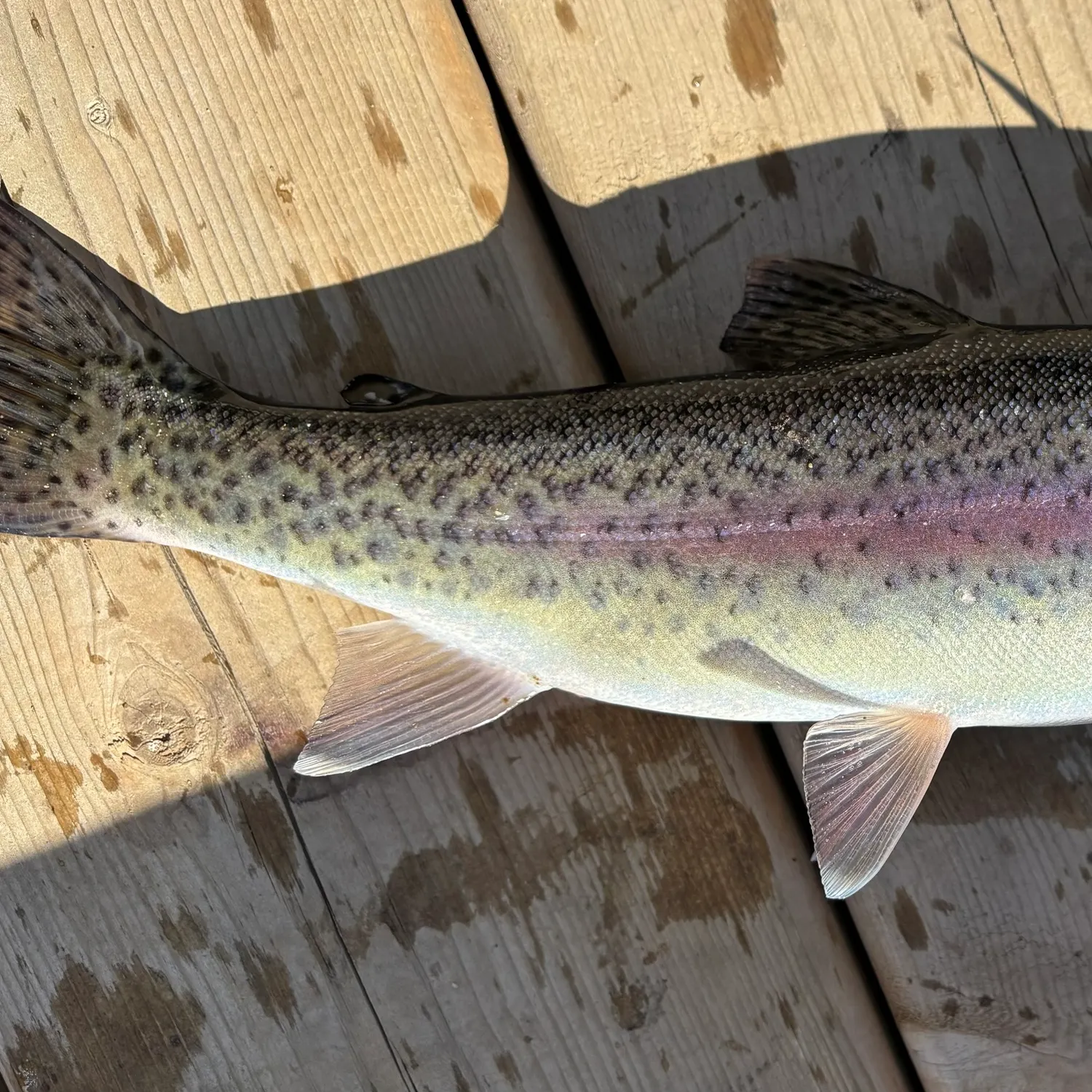 Rainbow trout caught on Fishbrain