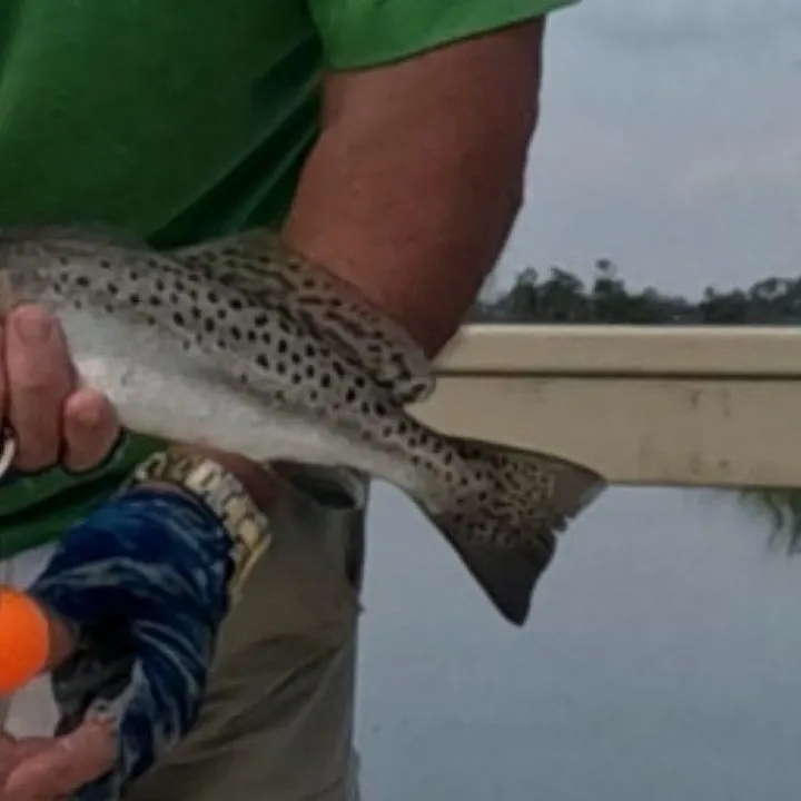 Spotted seatrout caught on Fishbrain