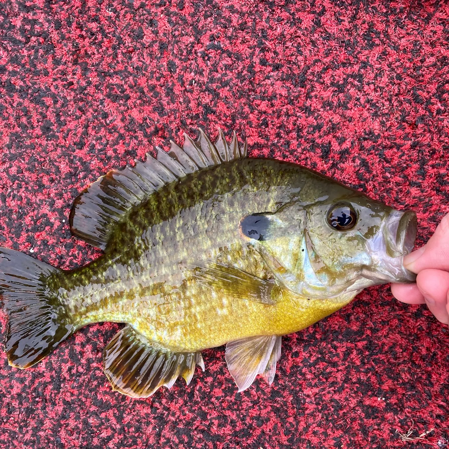 Bluegill caught on Fishbrain