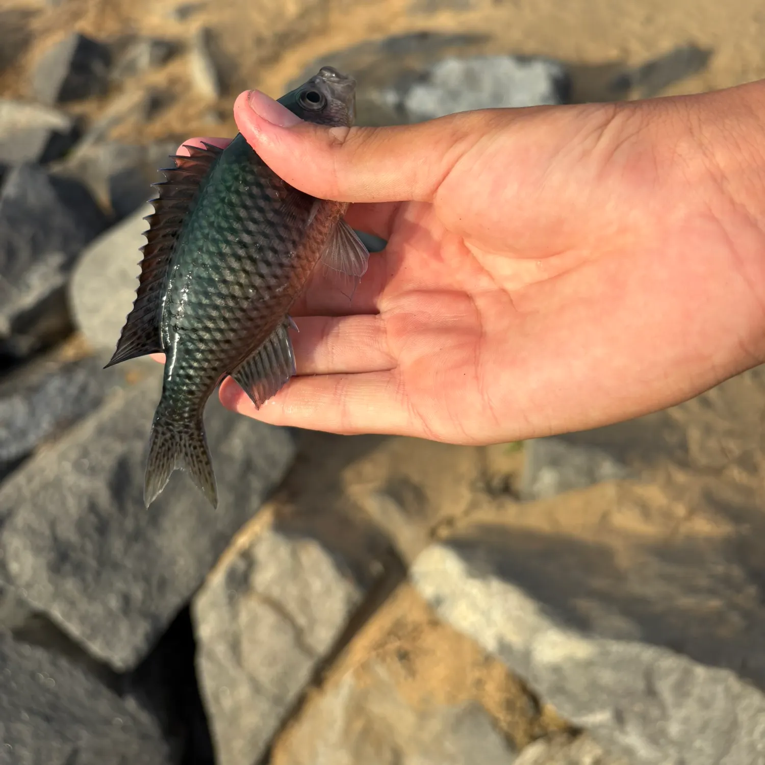 The most recent Blacksmith catches on Fishbrain