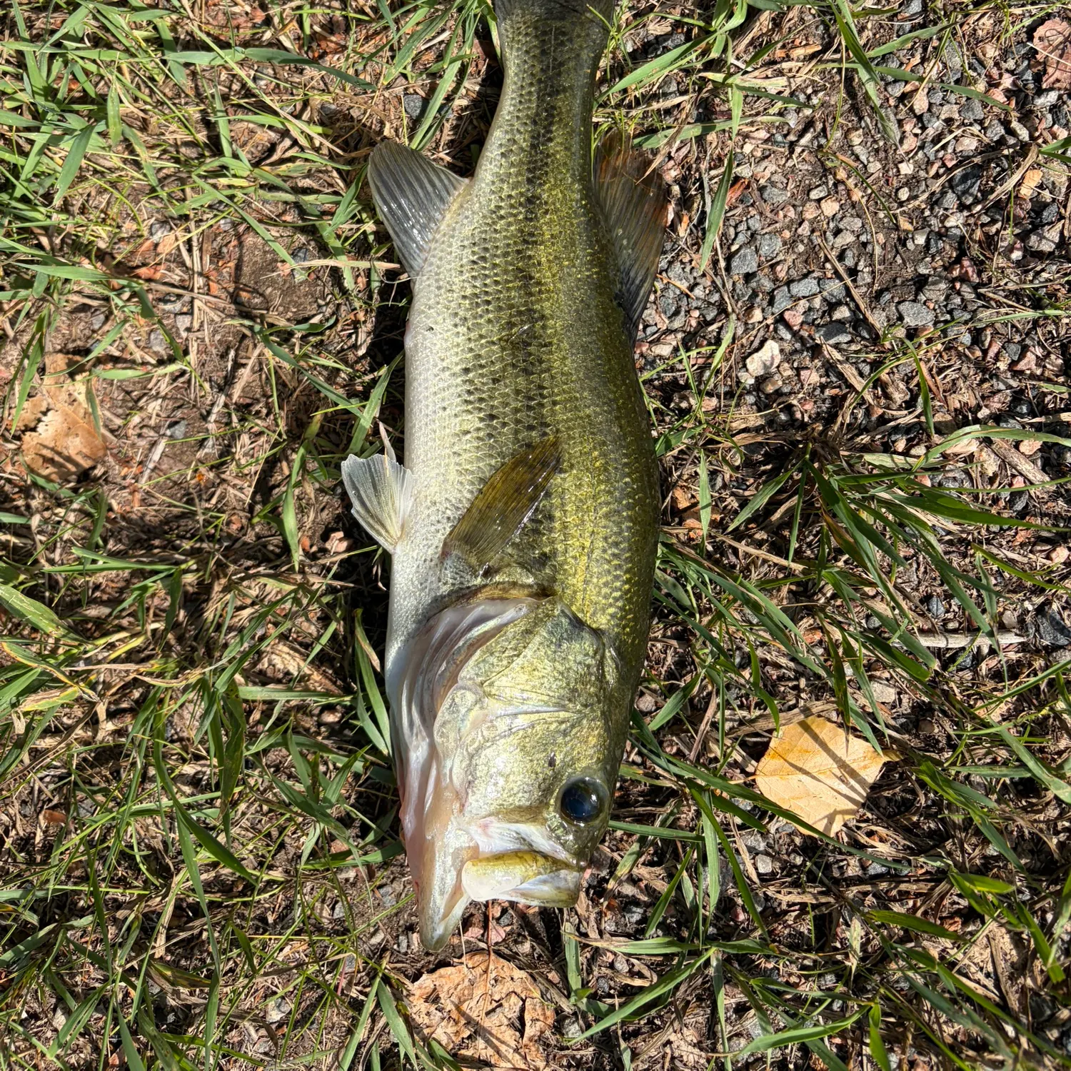 Largemouth bass caught on Fishbrain