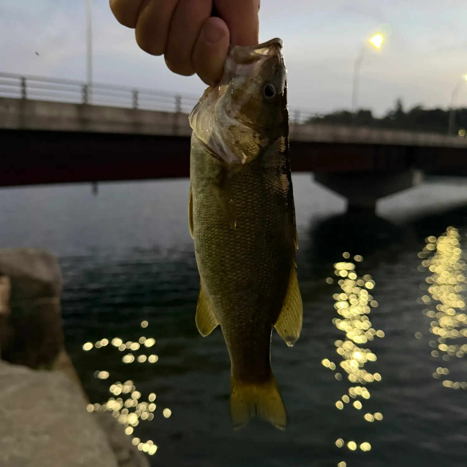 Smallmouth bass caught on Fishbrain