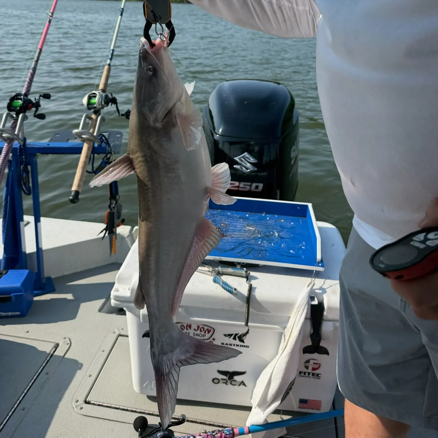 Blue catfish caught on Fishbrain