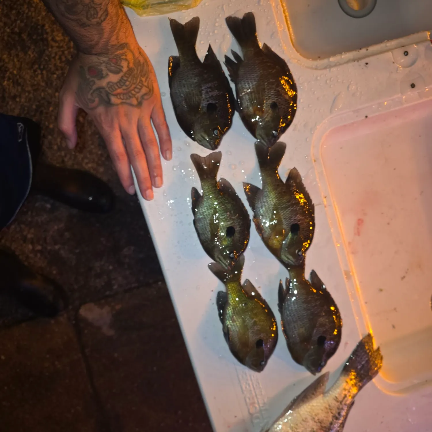 recently logged catches