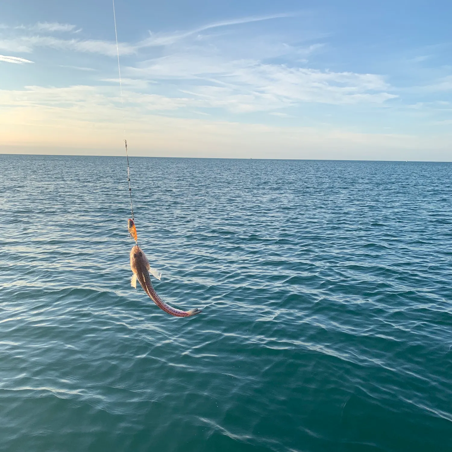 The most recent Greater weever catches on Fishbrain