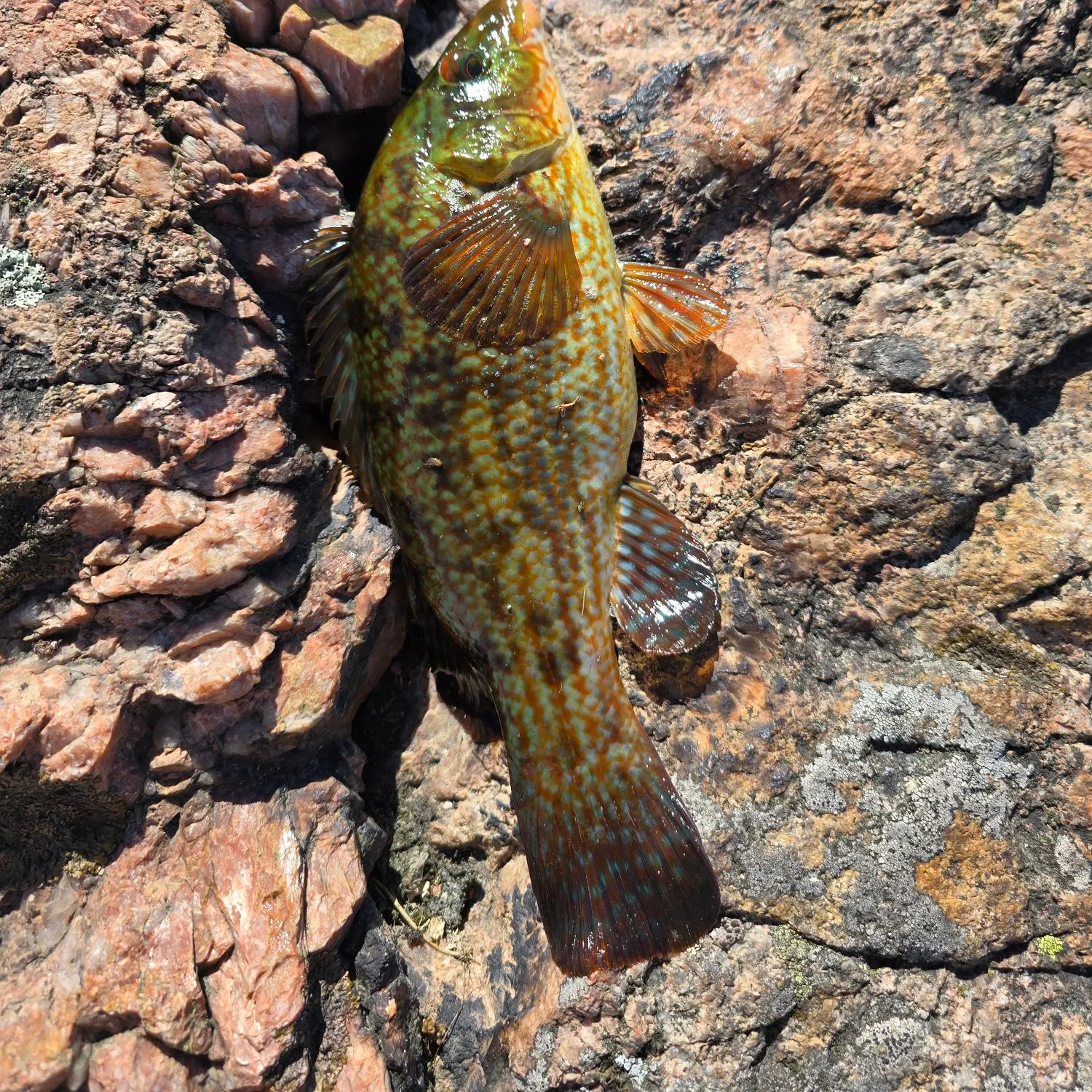 Ballan wrasse caught on Fishbrain