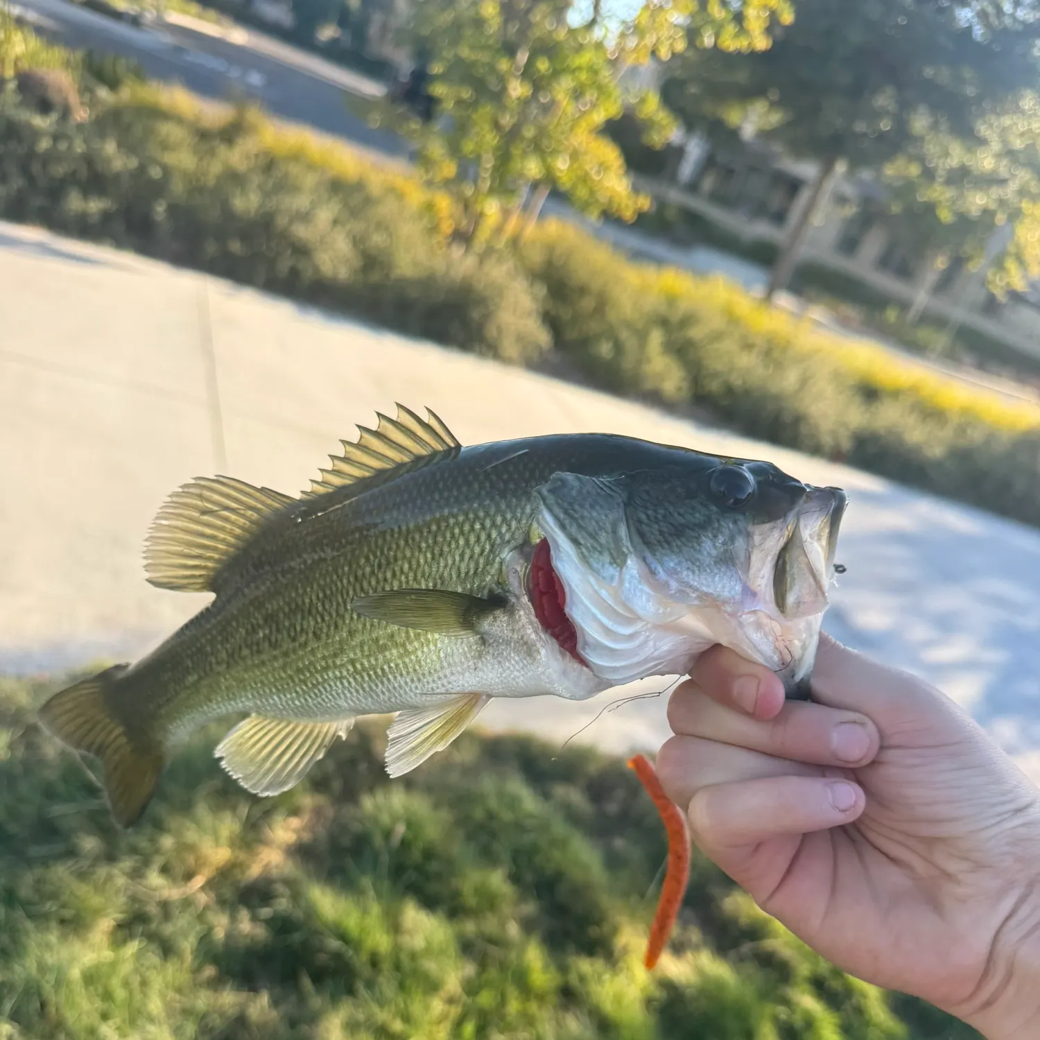 Largemouth bass caught on Fishbrain