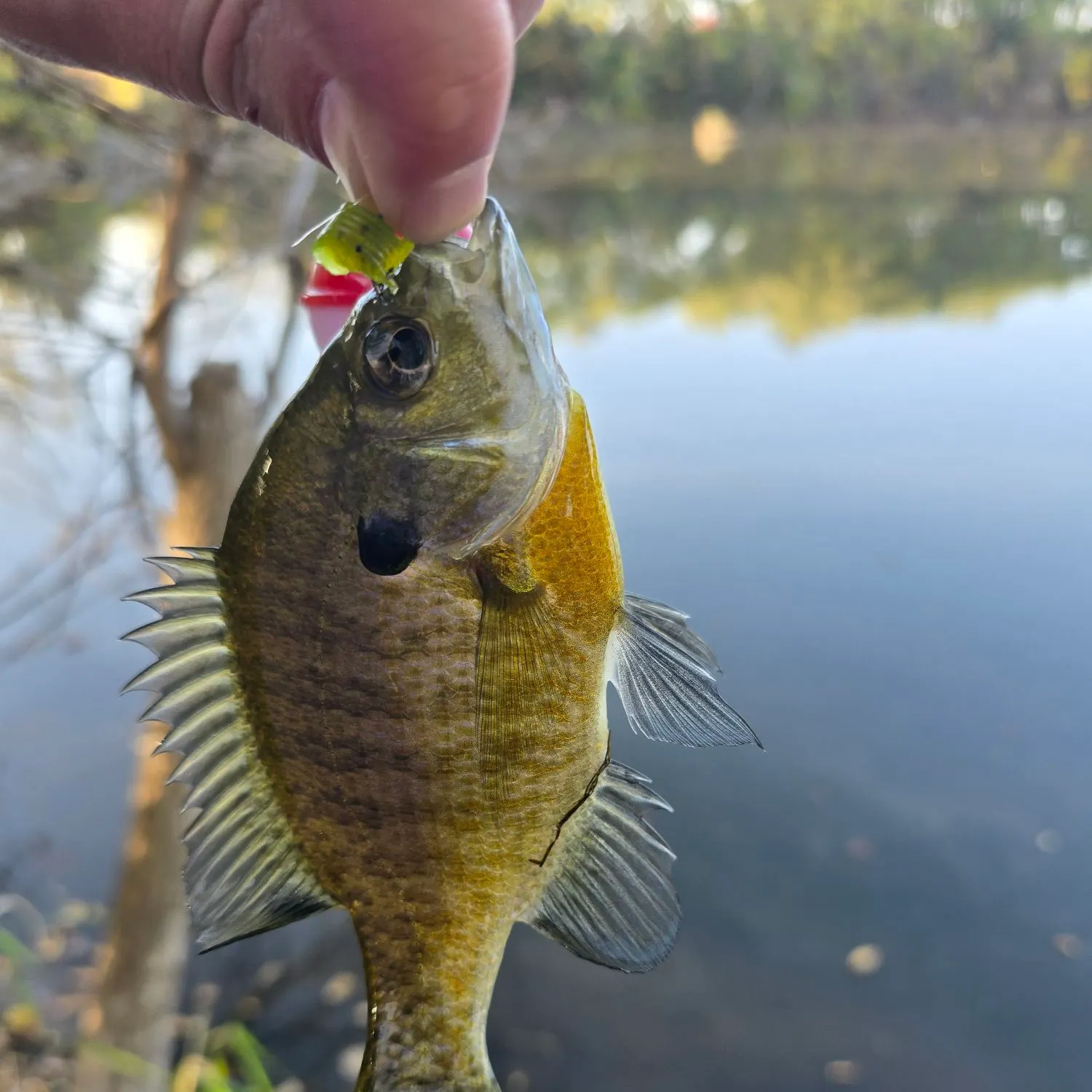 Bluegill caught on Fishbrain