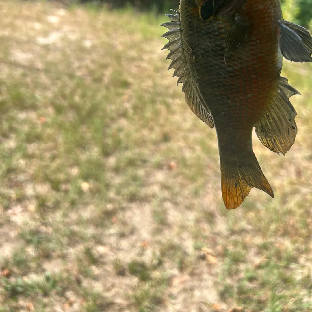 Redspotted sunfish caught on Fishbrain