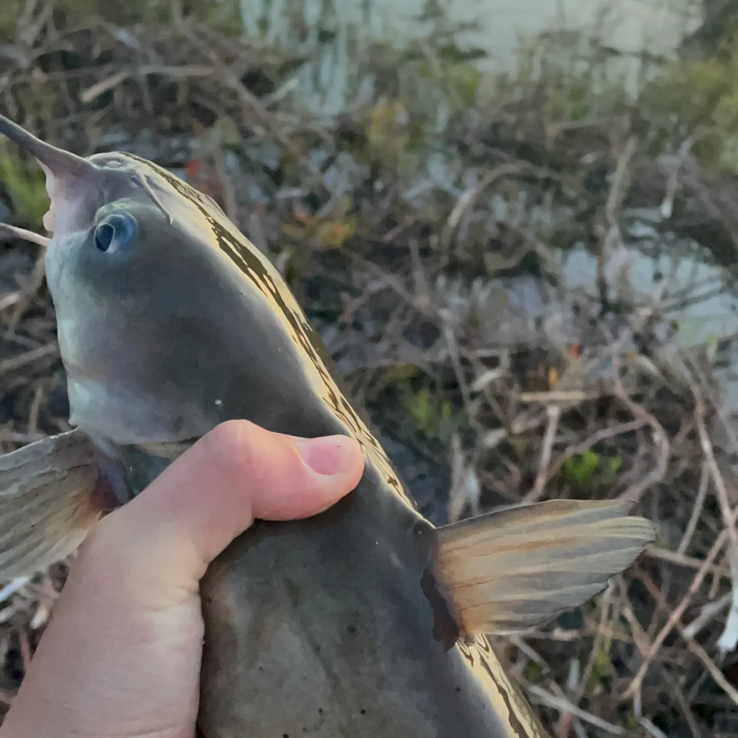 catch