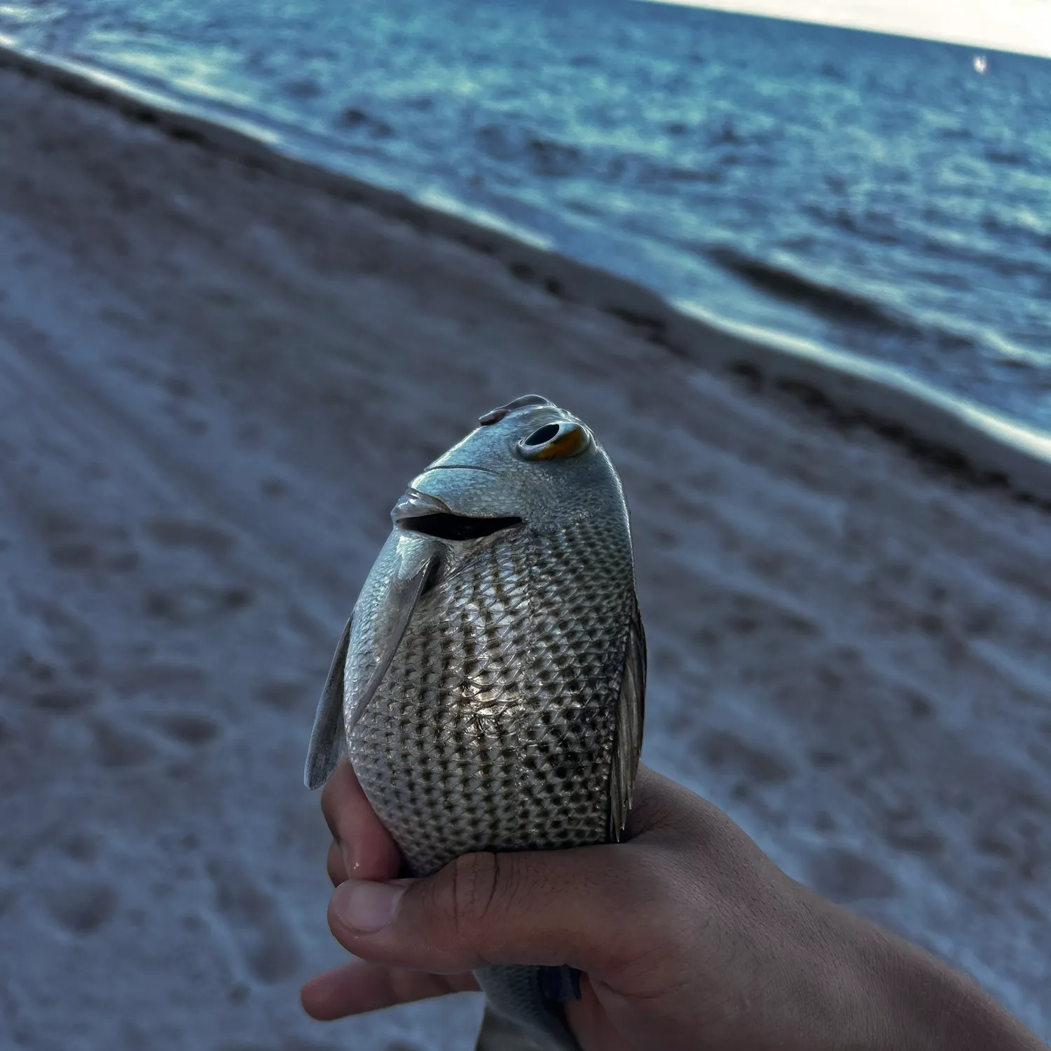 White grunt caught on Fishbrain