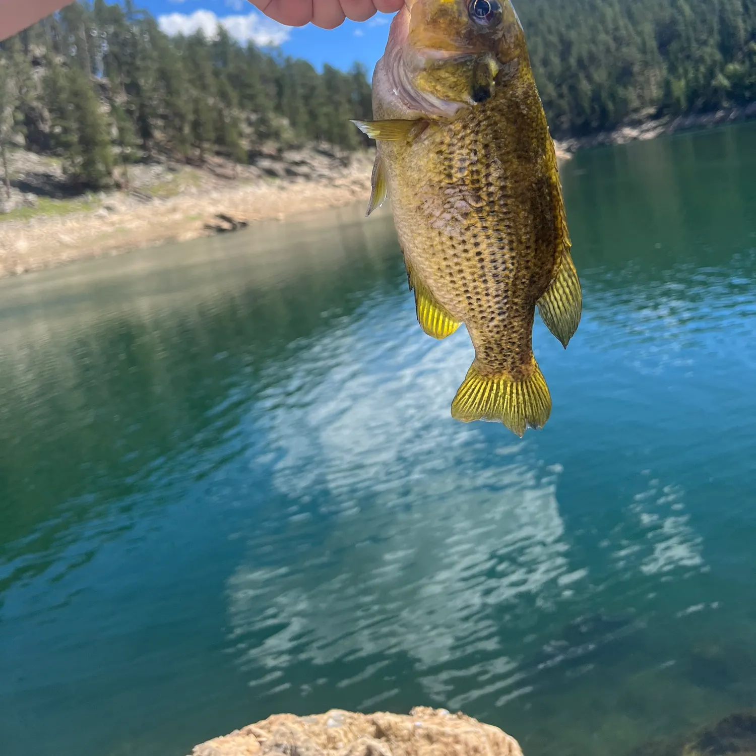 Rock bass caught on Fishbrain