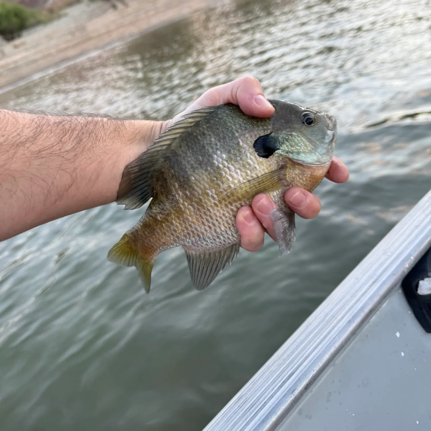 Bluegill caught on Fishbrain