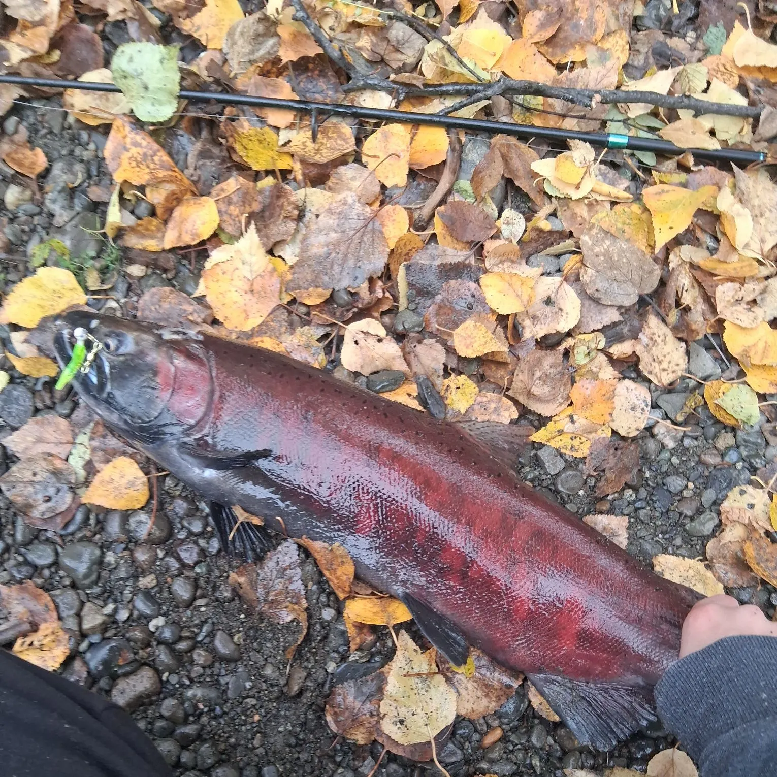 Coho salmon caught on Fishbrain