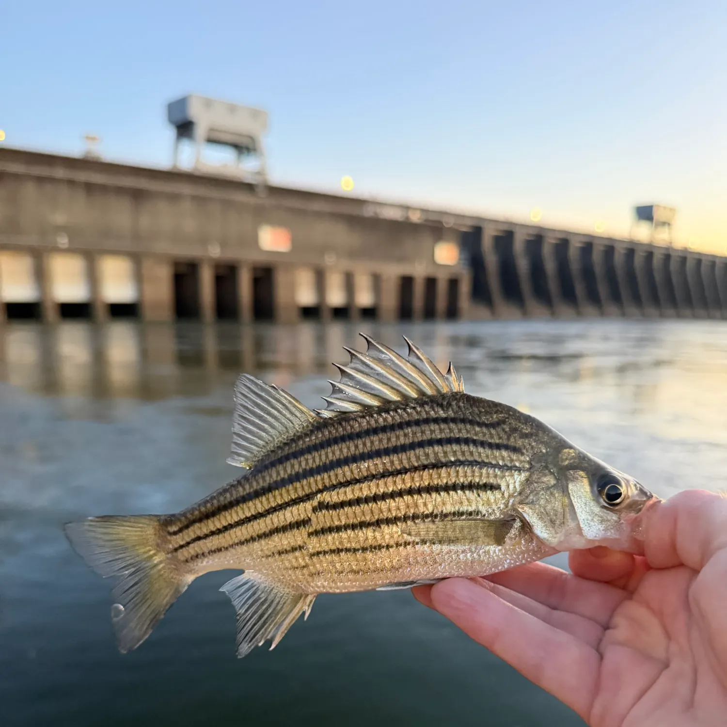 Yellow bass caught on Fishbrain