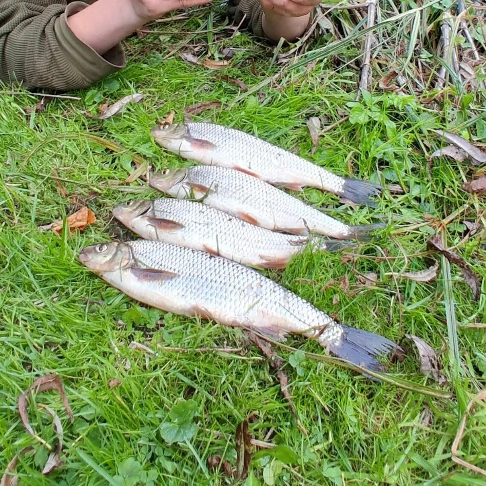 The most recent Common dace catches on Fishbrain