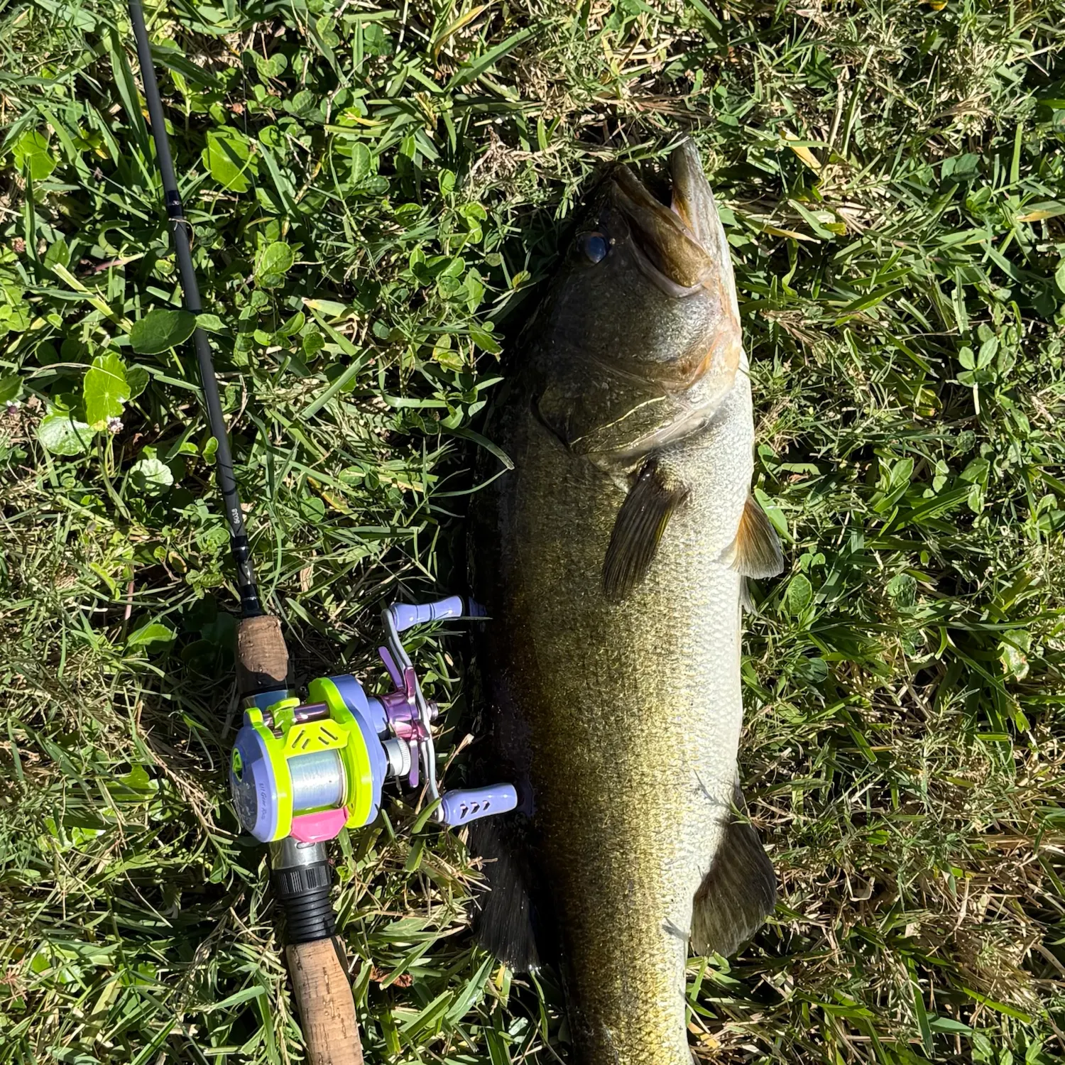 Largemouth bass caught on Fishbrain