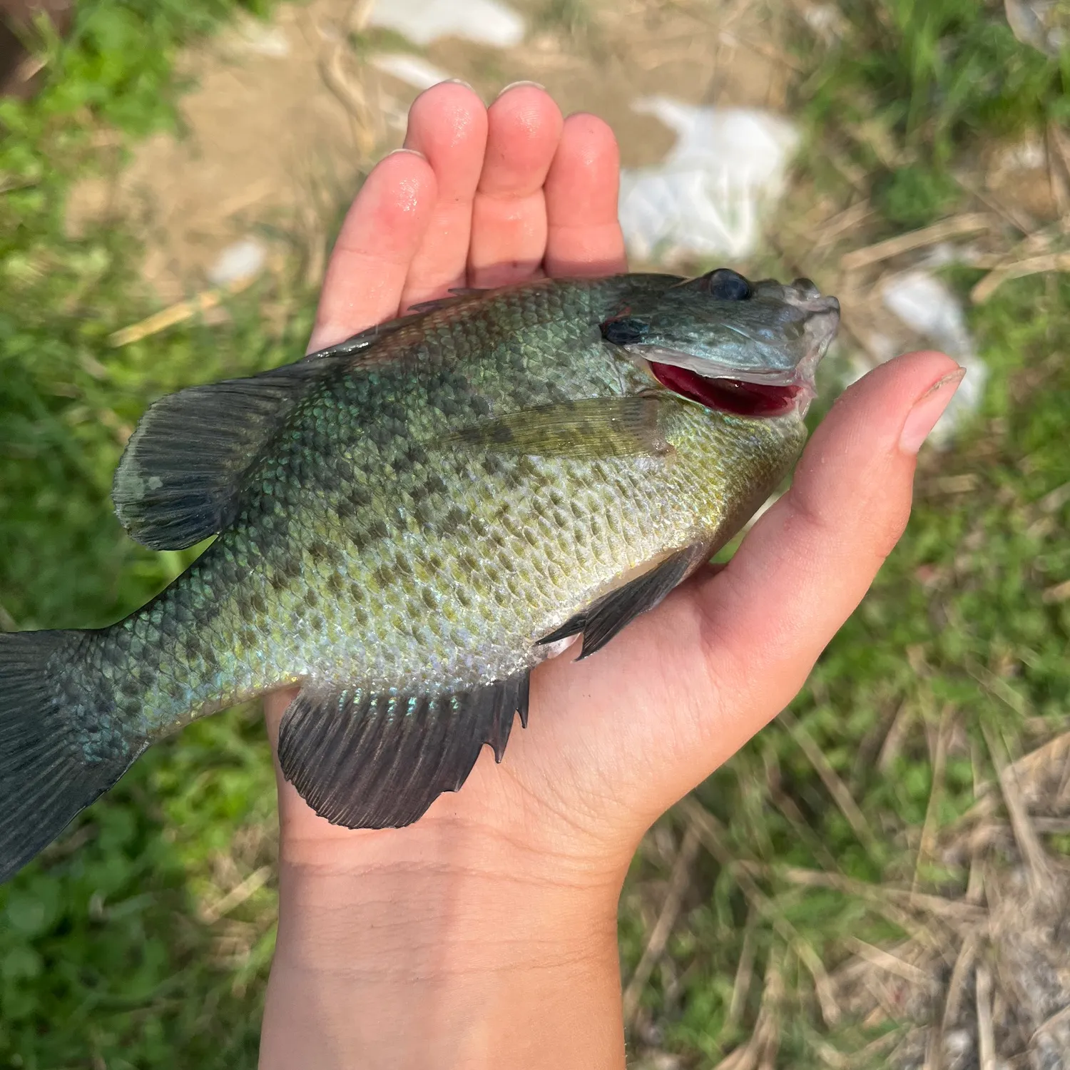 catch