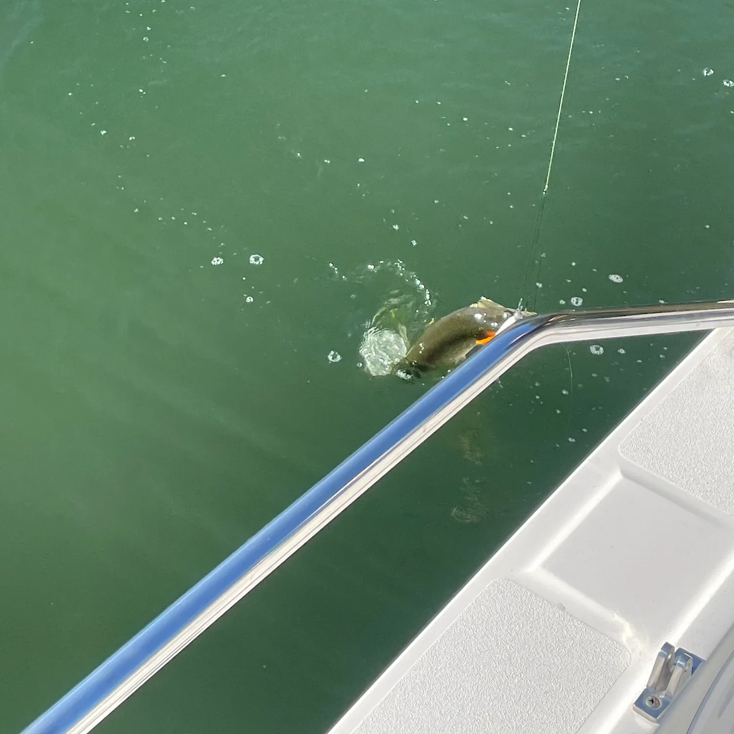 Northern pike caught on Fishbrain