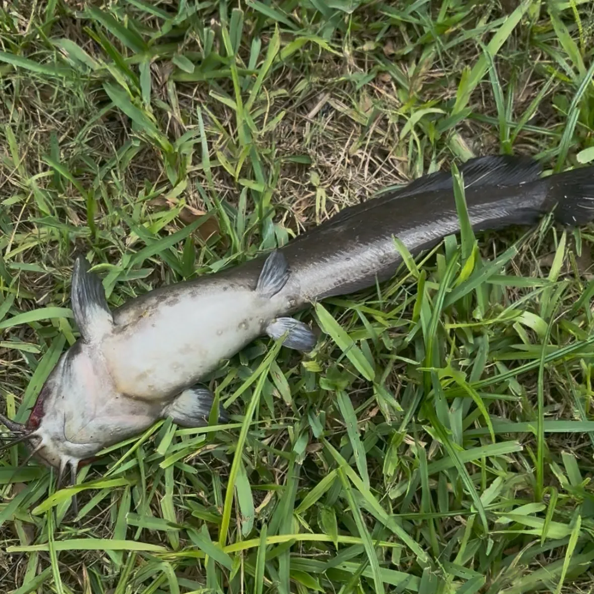 Walking catfish caught on Fishbrain