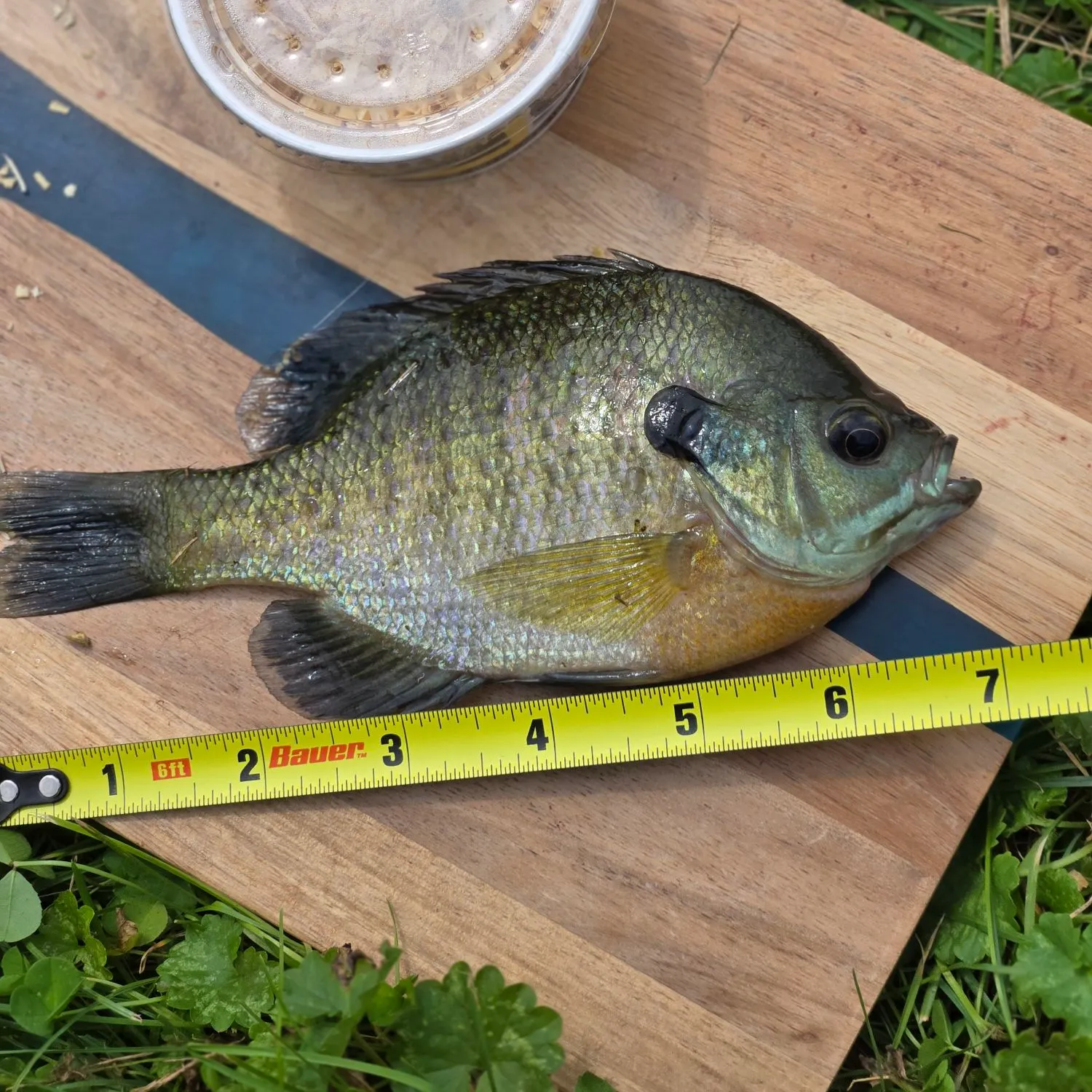 Bluegill caught on Fishbrain
