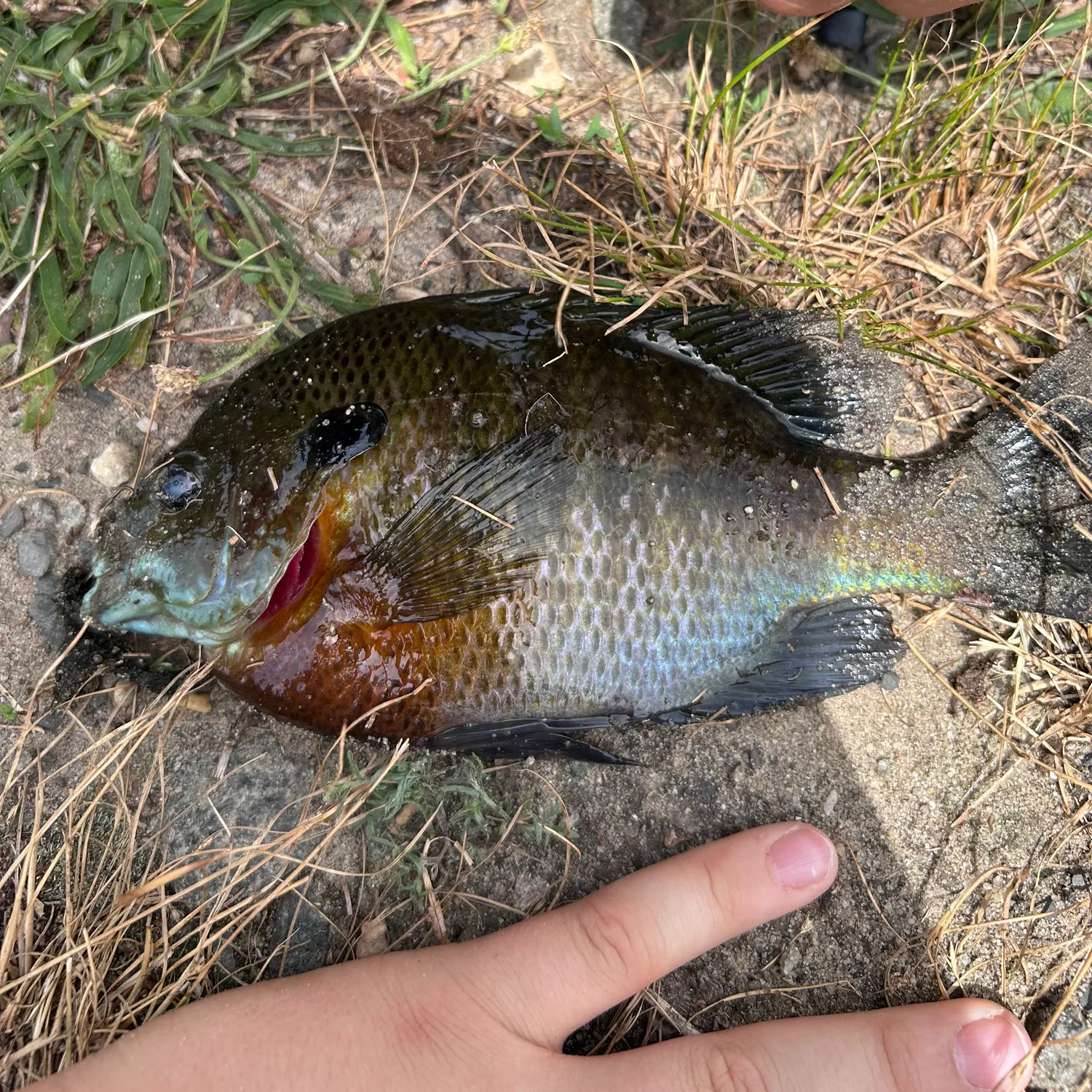 catch